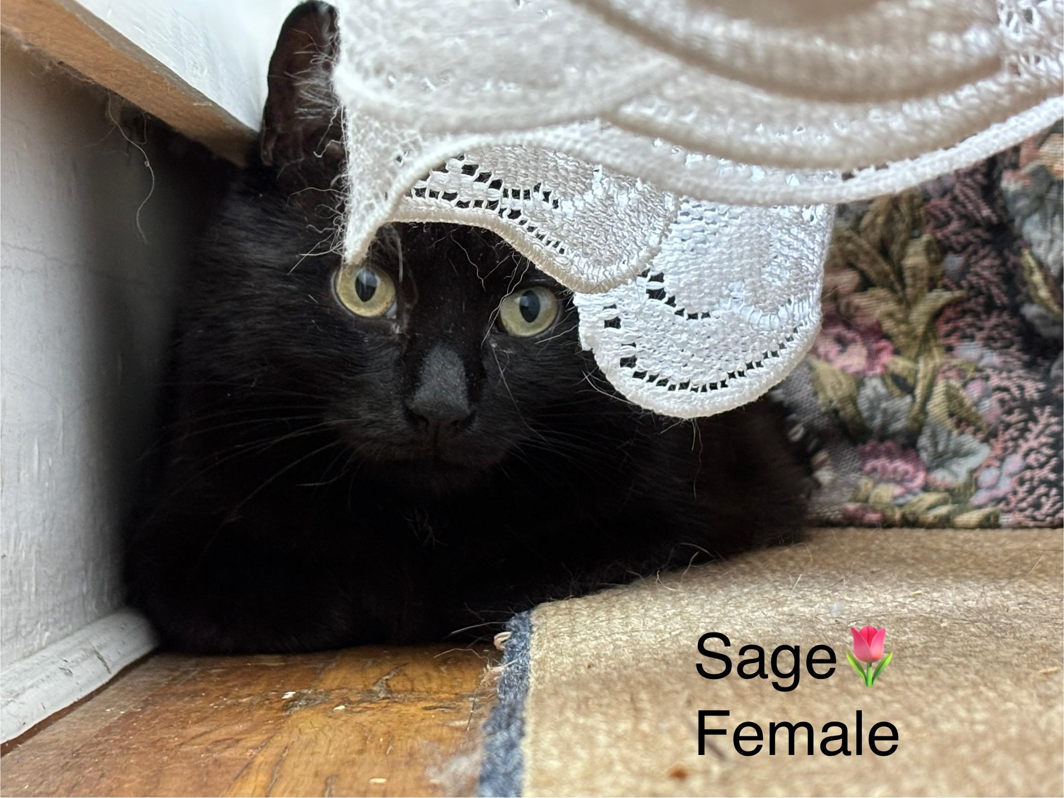 Sage and Penny, a Adoptable mixed breed in Calais, ME image 2/4