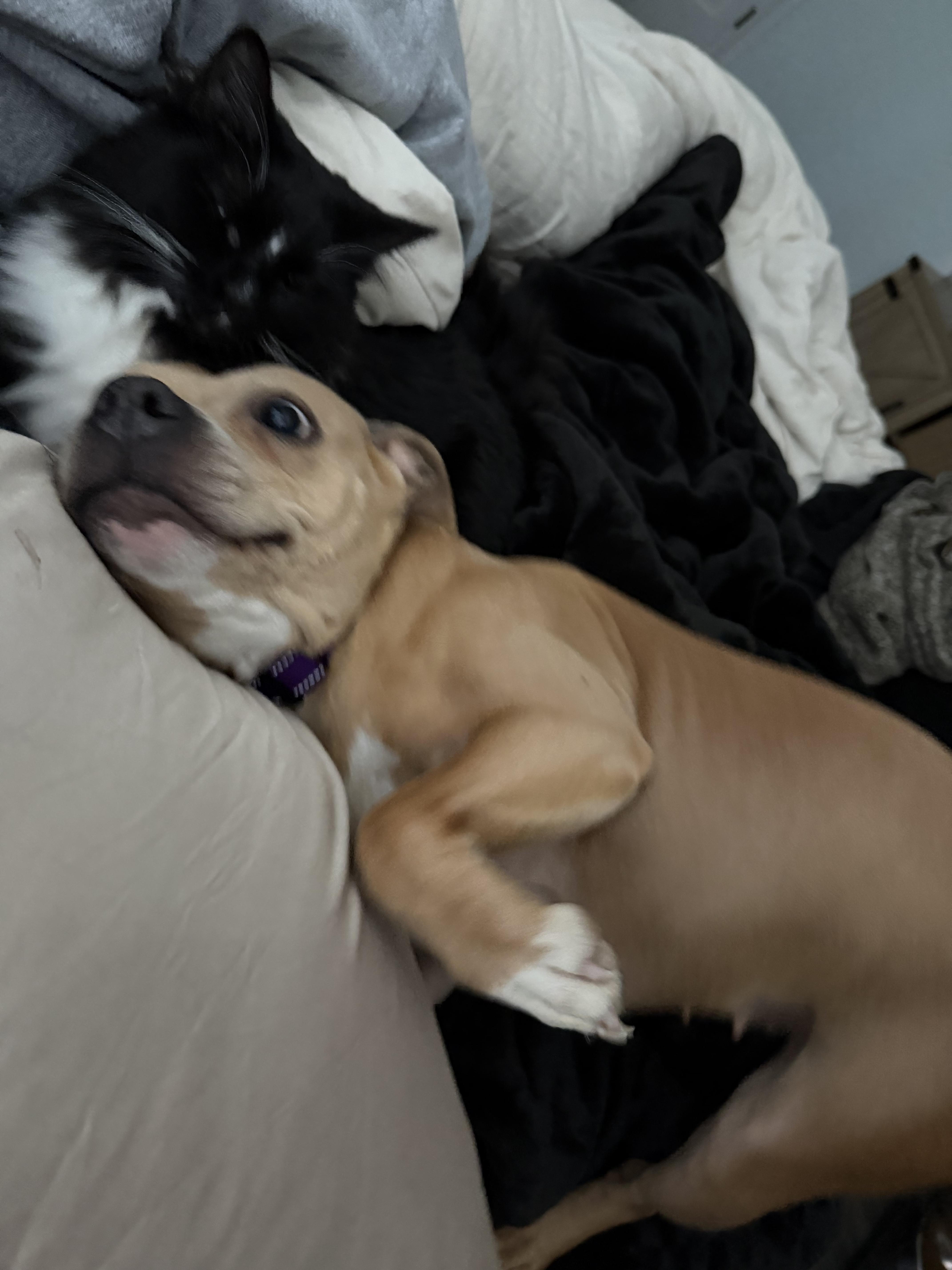 Enlarge Gracie May , an adopted Pit Bull Terrier in Darien, GA image 2/5