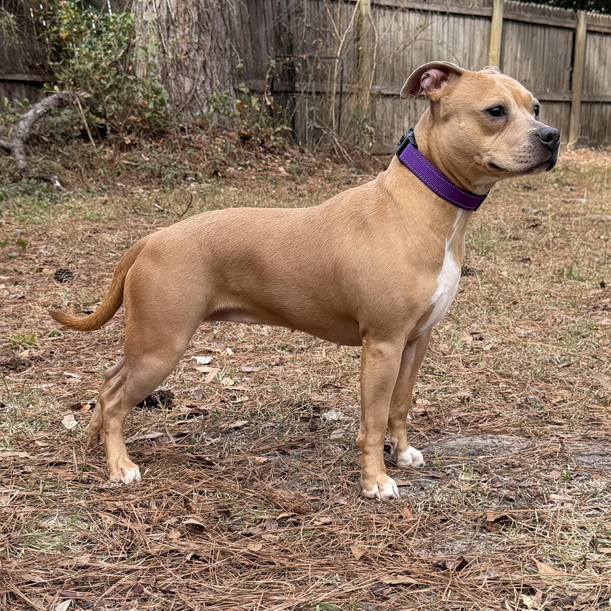 Enlarge Gracie May , an adopted Pit Bull Terrier in Darien, GA image 1/5