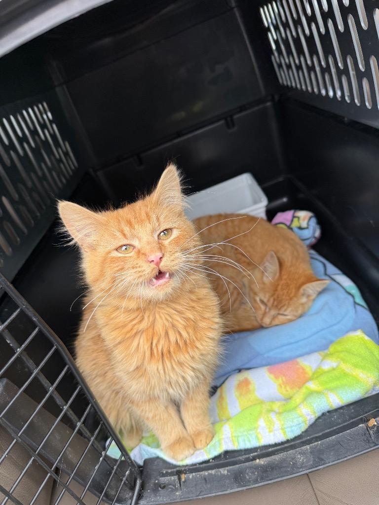 Spaz, a Adoptable mixed breed in Gillette, WY image 1/4