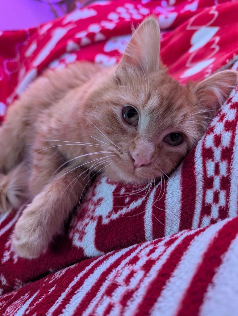 Spaz, a Adoptable mixed breed in Gillette, WY image 2/4