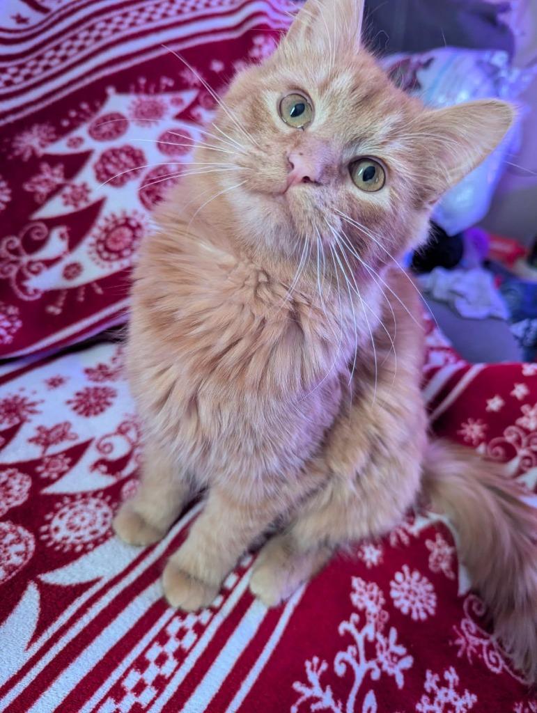 Spaz, a Adoptable mixed breed in Gillette, WY image 3/4