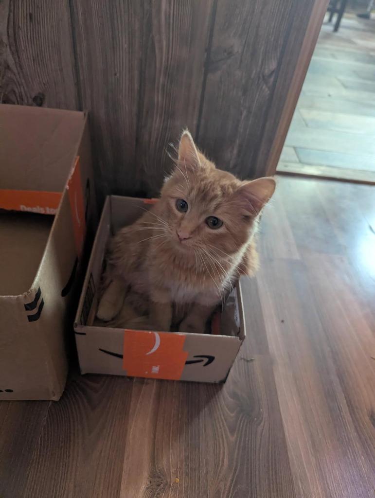 Spaz, a Adoptable mixed breed in Gillette, WY image 4/4