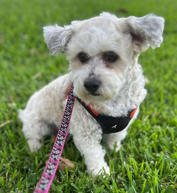 TRUVY, Adult Female Poodle