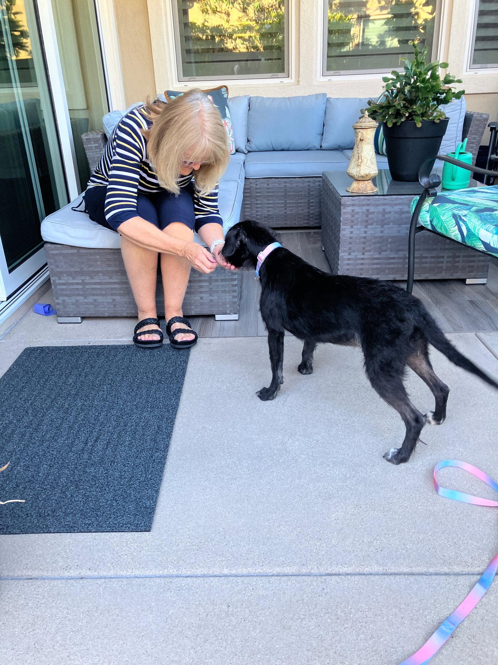Enlarge Molly, a Adopted mixed breed in Escondido, CA image 2/3