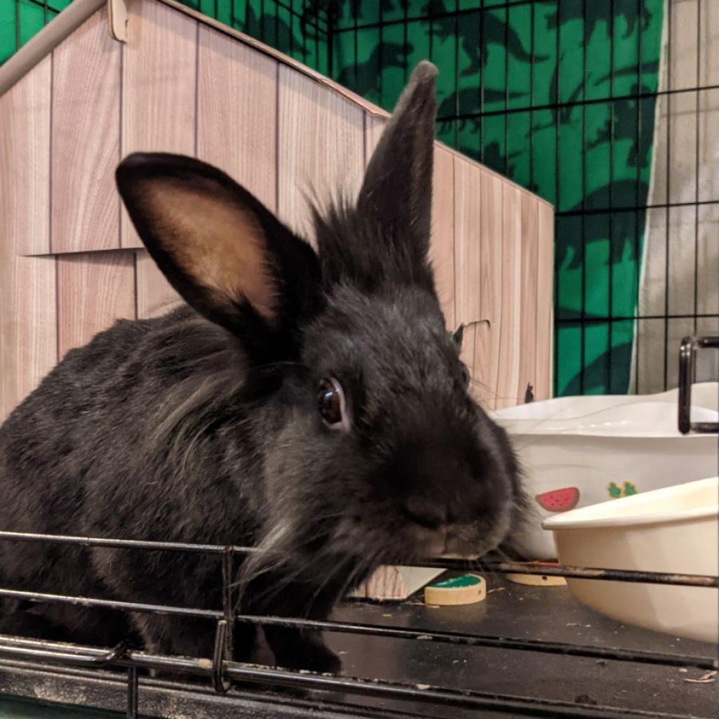 Bashful, Adoptable, Adult Male American & Netherland Dwarf.