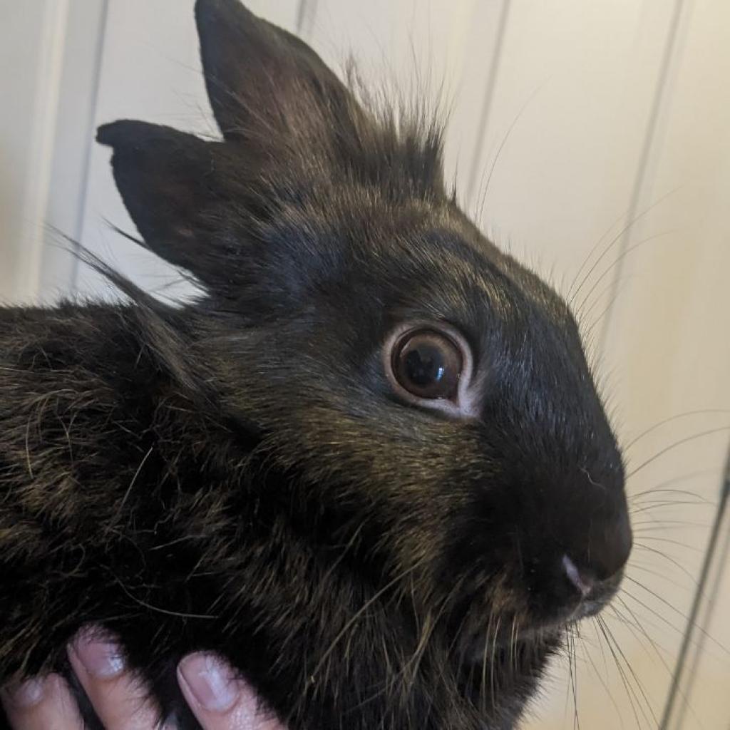 Bashful, a Adoptable mixed breed in Phoenix, AZ image 3/6