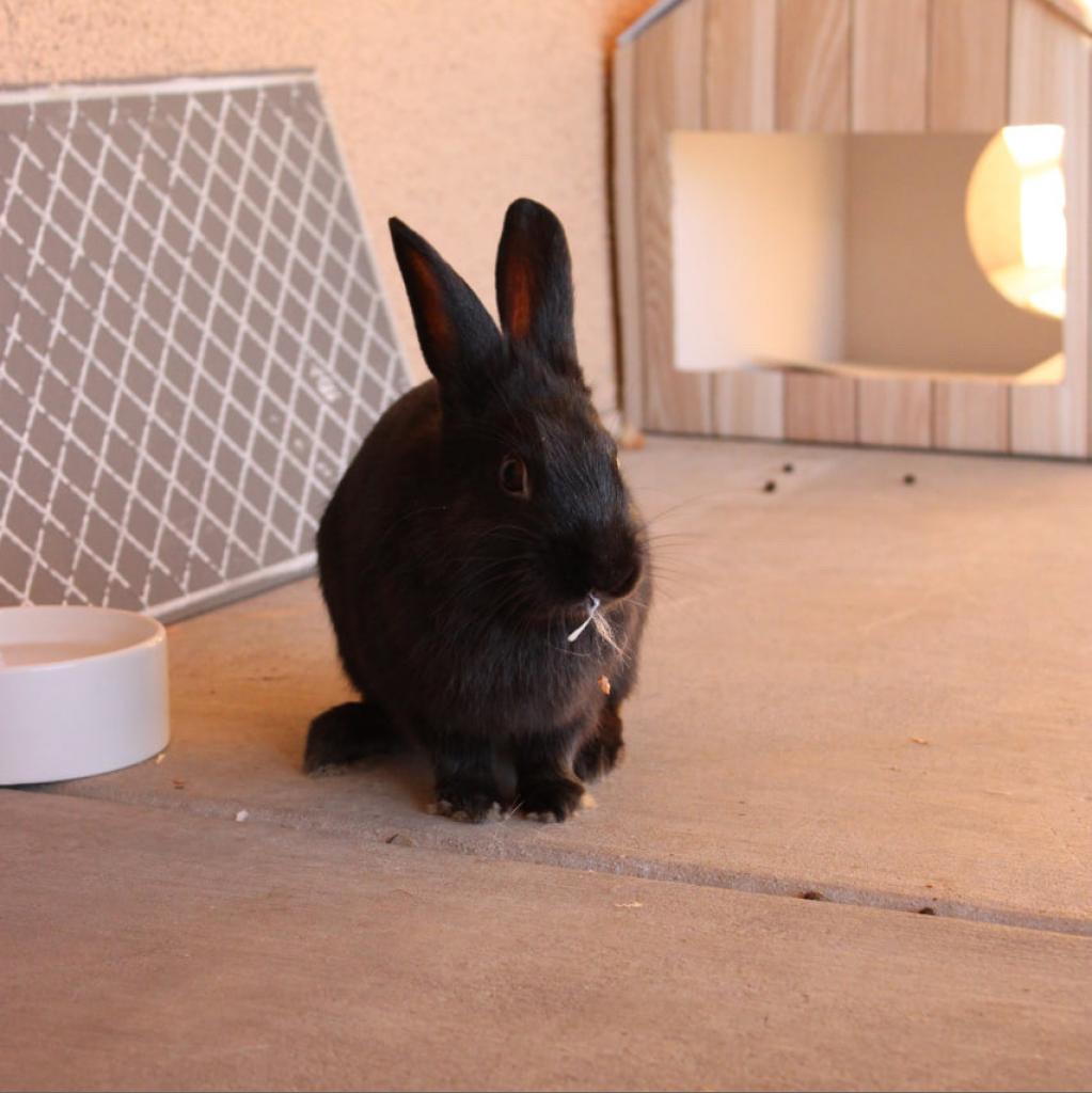 Bashful, a Adoptable mixed breed in Phoenix, AZ image 4/6
