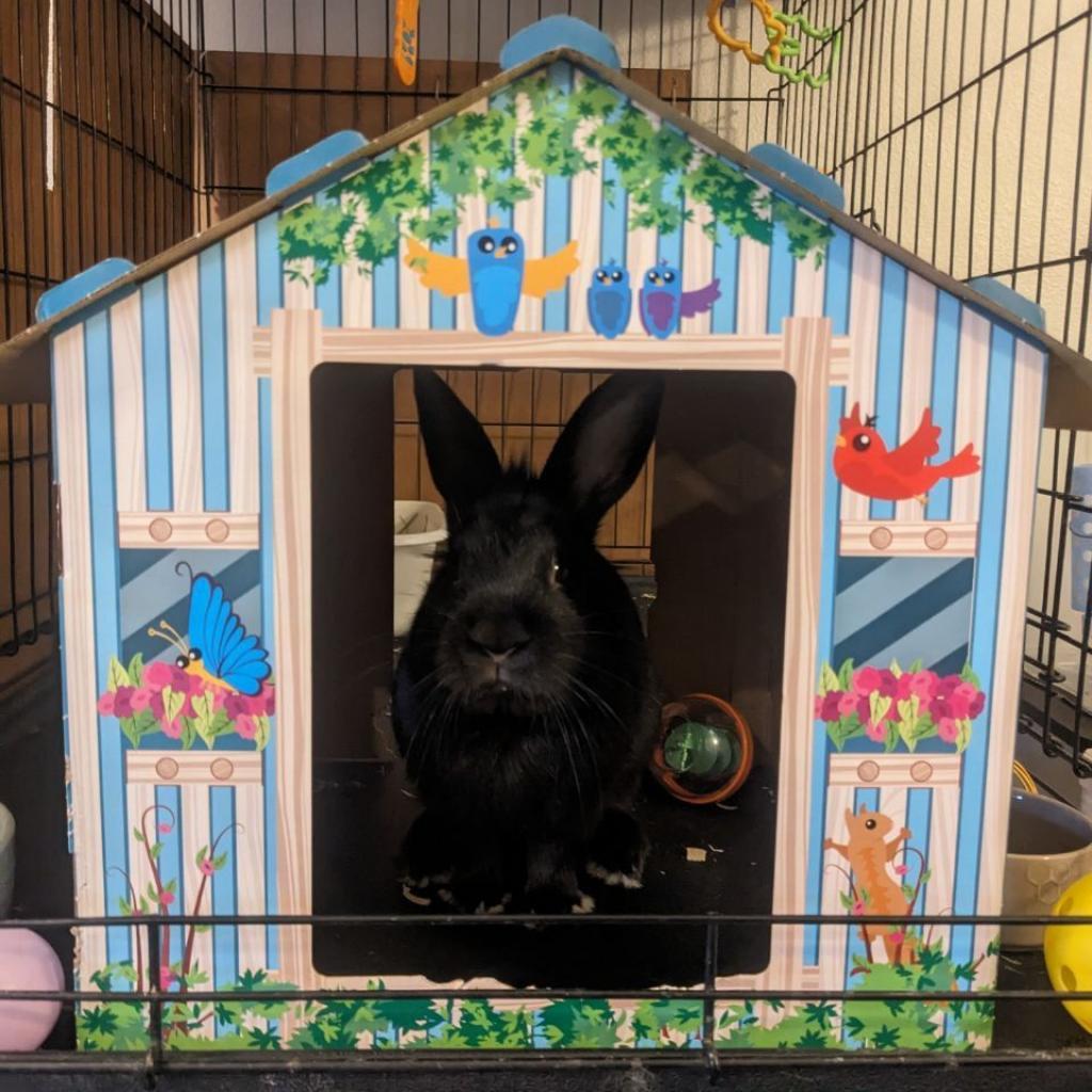 Bashful, Adoptable, Adult Male American & Netherland Dwarf.