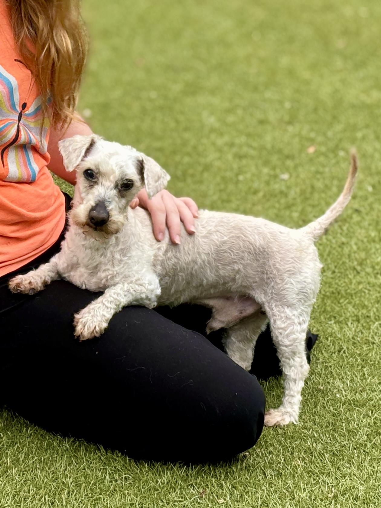 Wilson, Adult Male Schnoodle