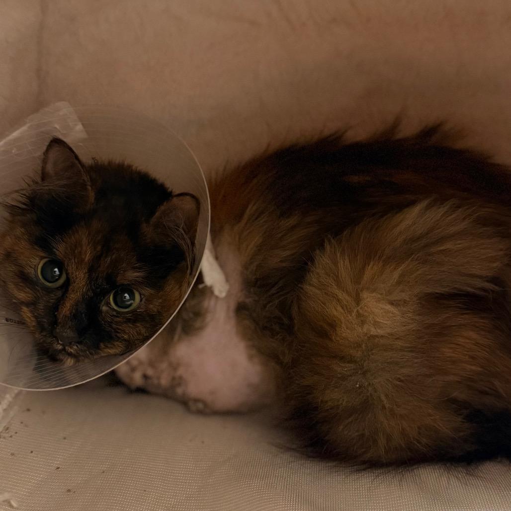 Enlarge S'mores, a Adoptable Domestic Long Hair in Silver Spring, MD image 1/6