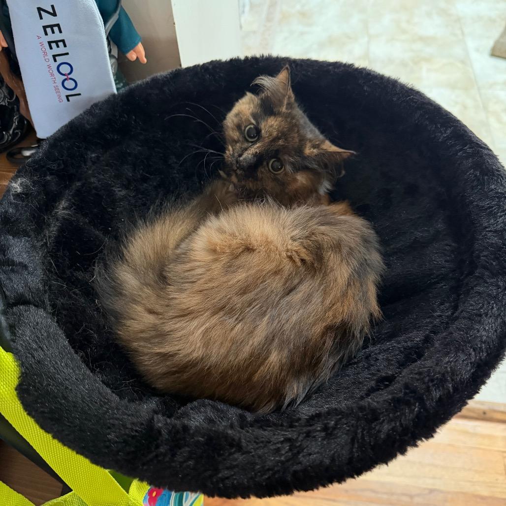 Enlarge S'mores, a Adoptable Domestic Long Hair in Silver Spring, MD image 2/6