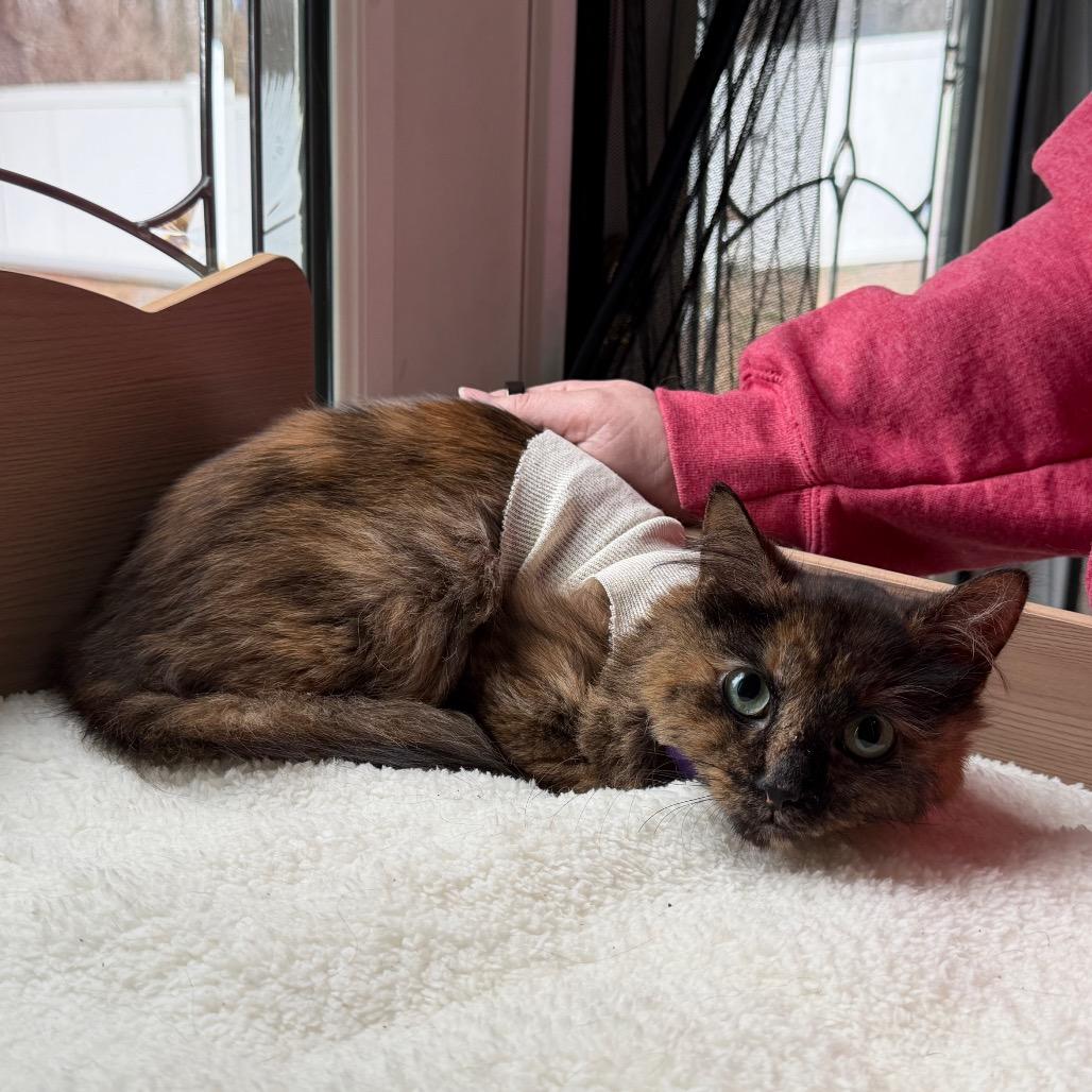 Enlarge S'mores, a Adoptable Domestic Long Hair in Silver Spring, MD image 3/6