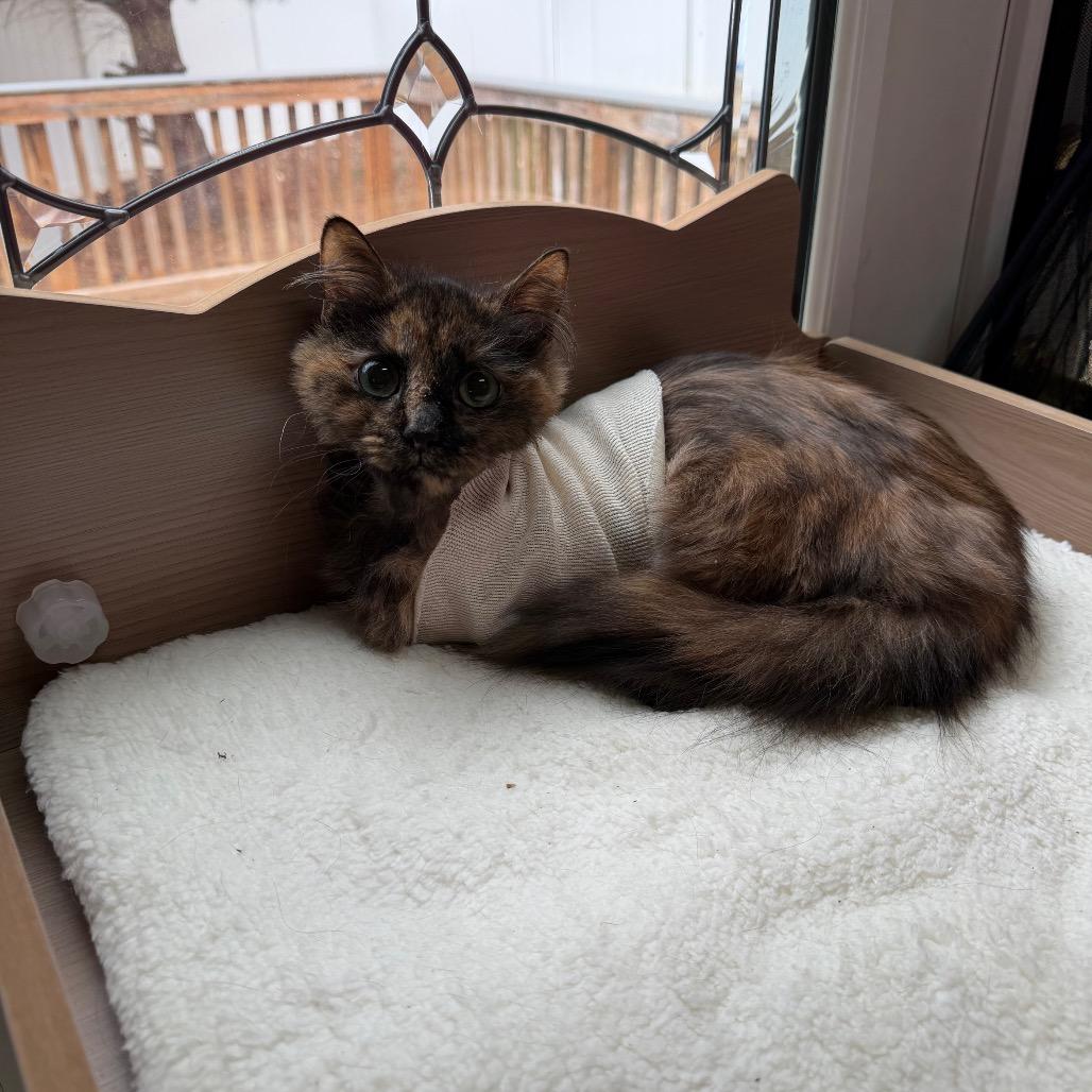 Enlarge S'mores, a Adoptable Domestic Long Hair in Silver Spring, MD image 4/6