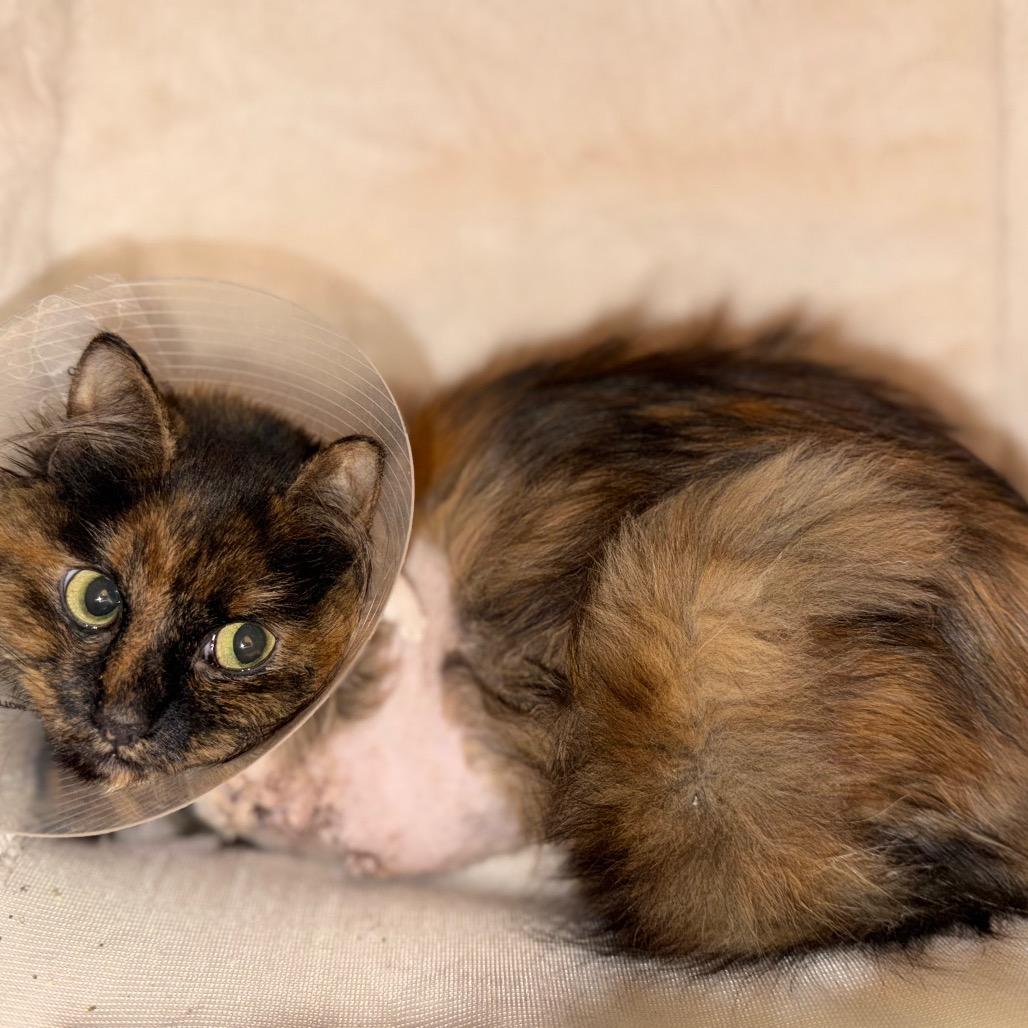 Enlarge S'mores, a Adoptable Domestic Long Hair in Silver Spring, MD image 5/6