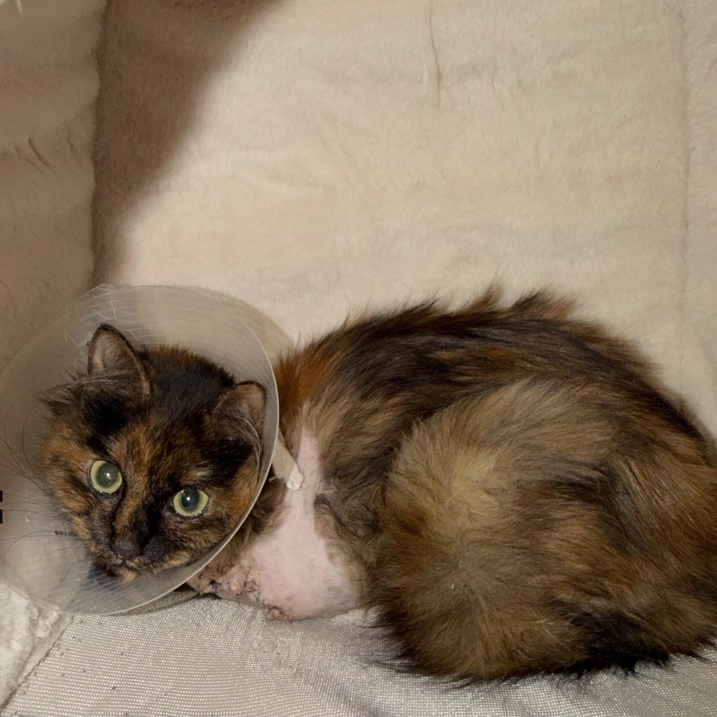 Enlarge S'mores, a Adoptable Domestic Long Hair in Silver Spring, MD image 6/6