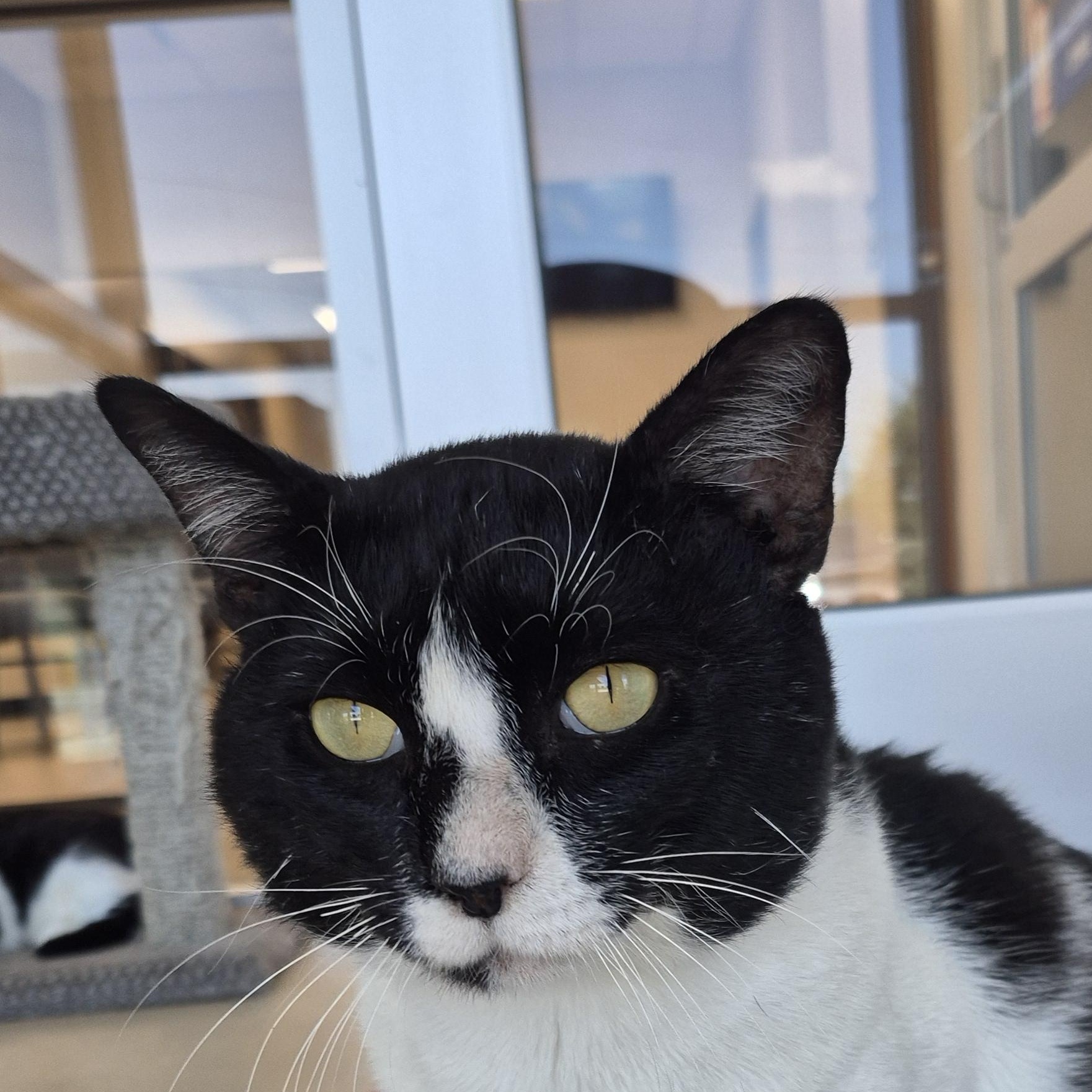 Enlarge Apache, a ADOPTABLE Domestic Short Hair in Schertz, TX image 5/5