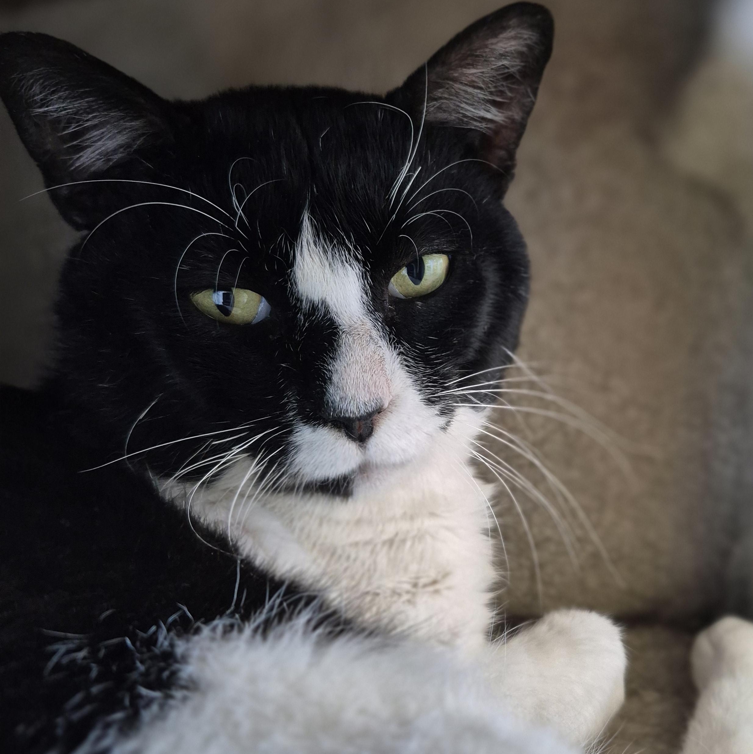 Apache, ADOPTABLE, Adult Male Domestic Short Hair.