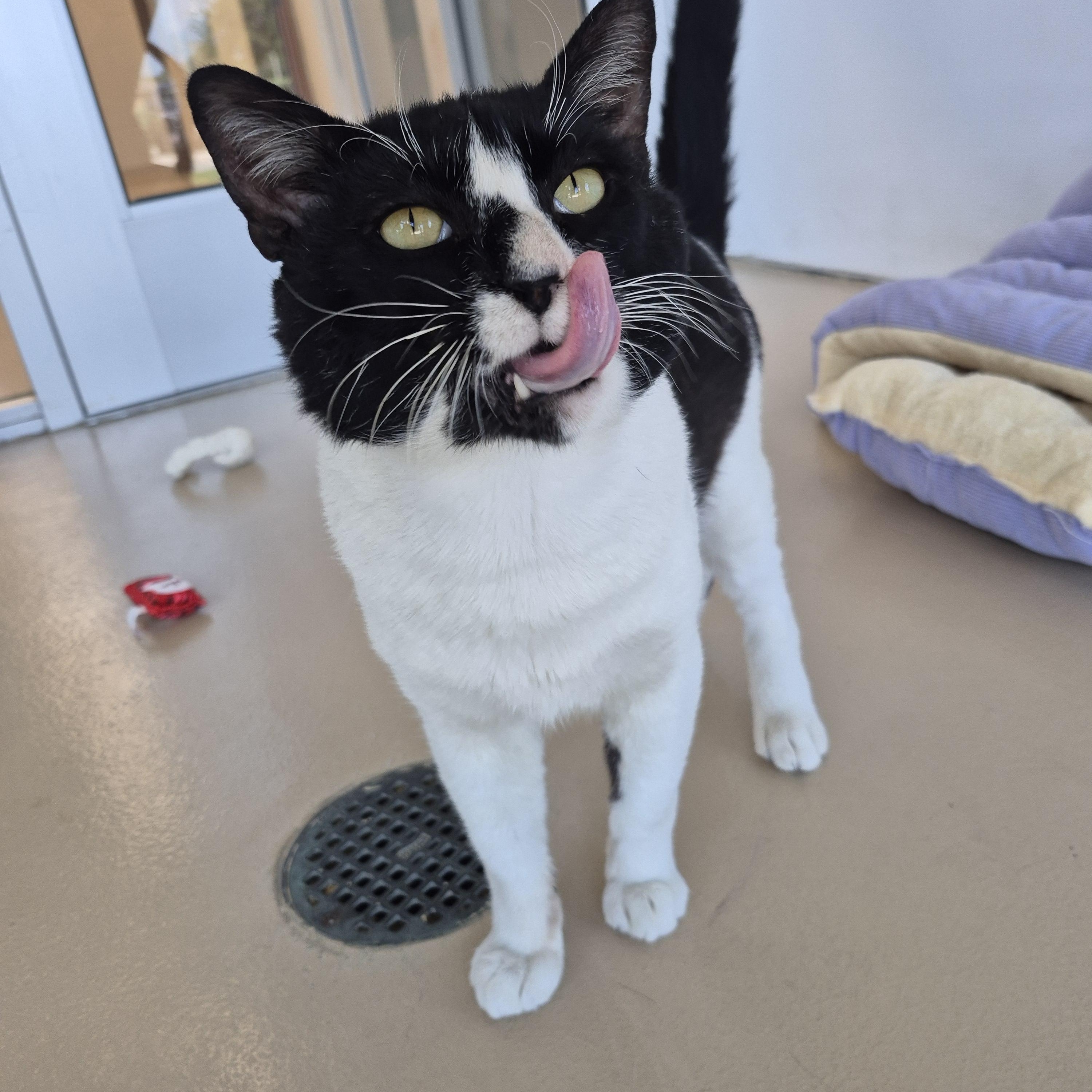 Enlarge Apache, a ADOPTABLE Domestic Short Hair in Schertz, TX image 3/5