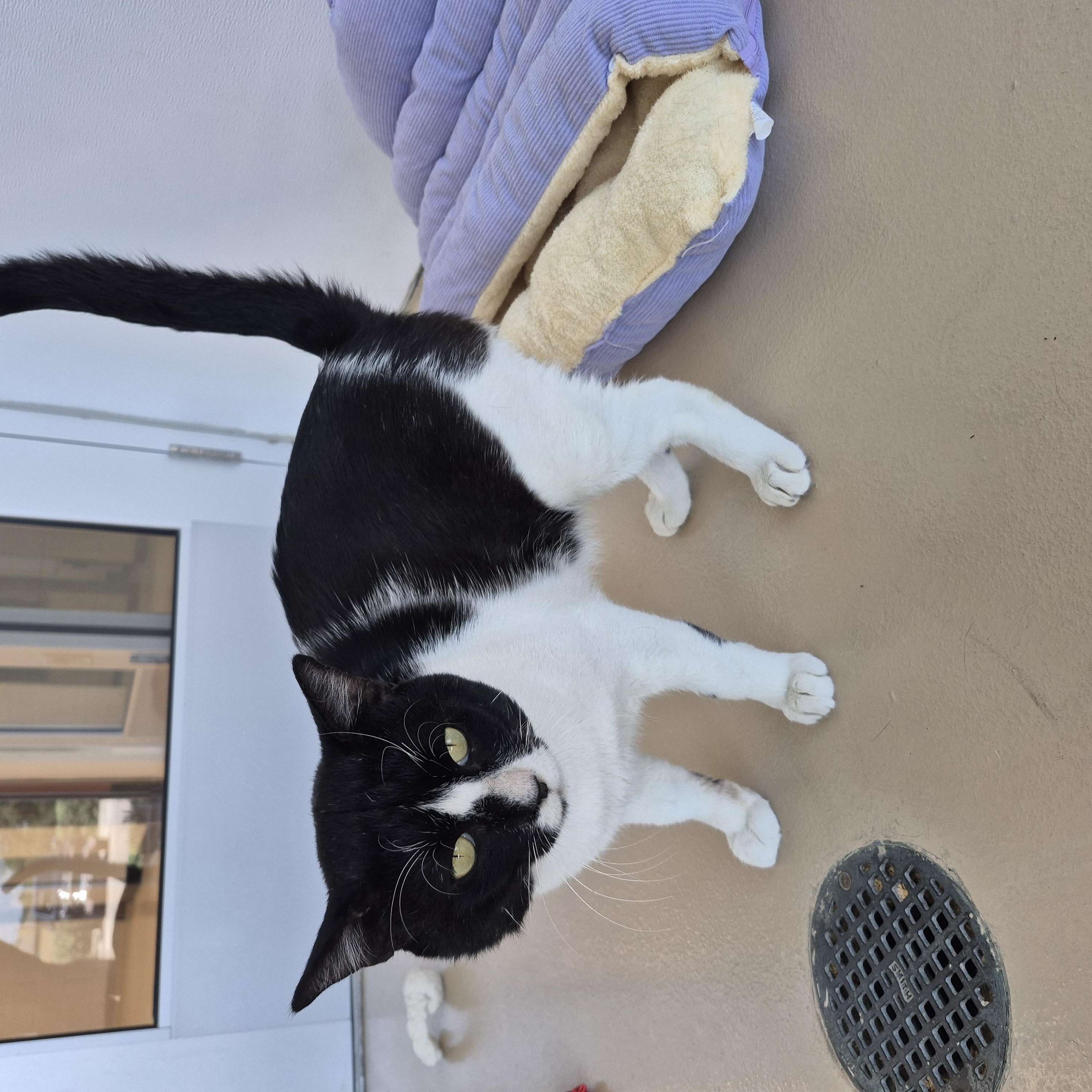 Enlarge Apache, a ADOPTABLE Domestic Short Hair in Schertz, TX image 2/5