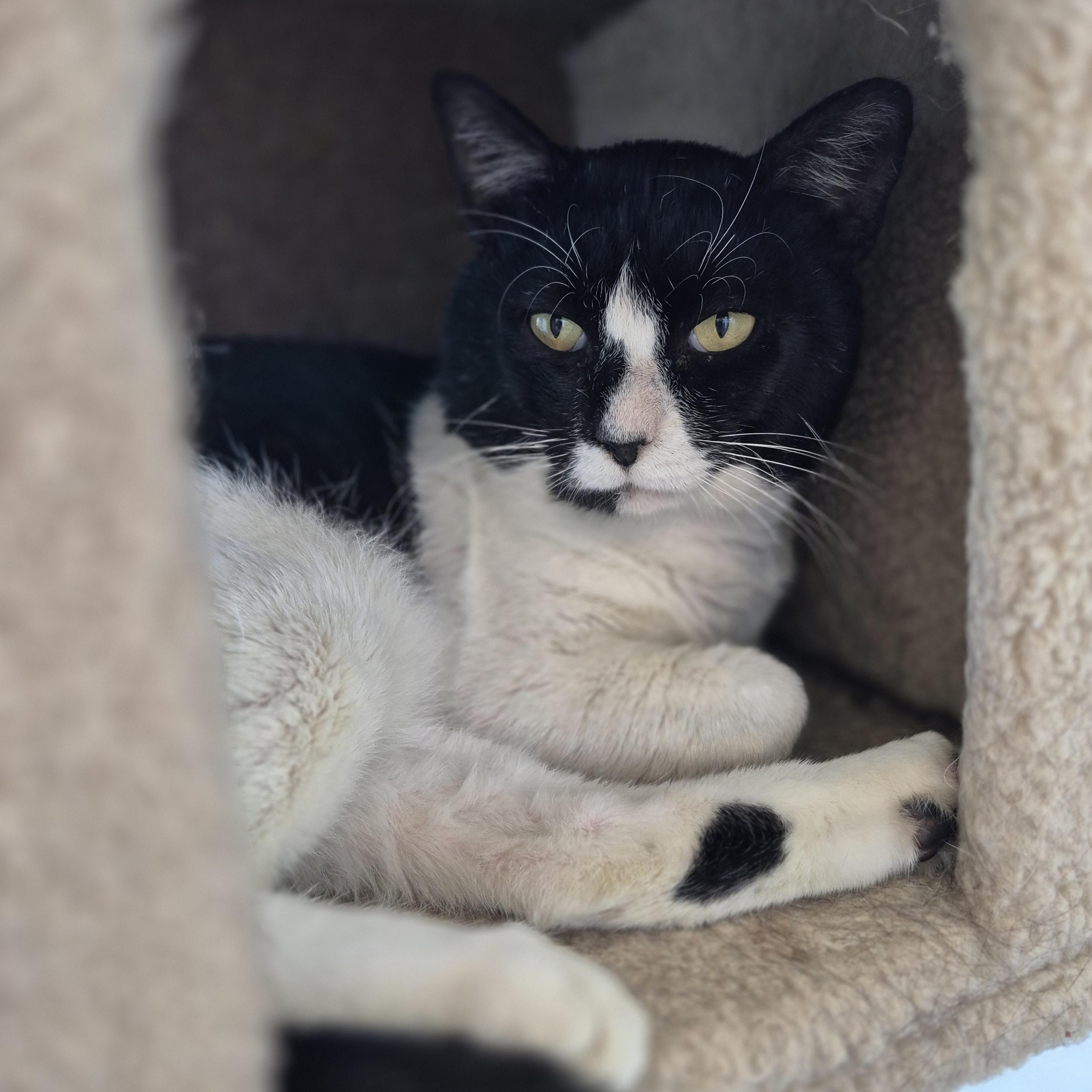 Enlarge Apache, a ADOPTABLE Domestic Short Hair in Schertz, TX image 4/5