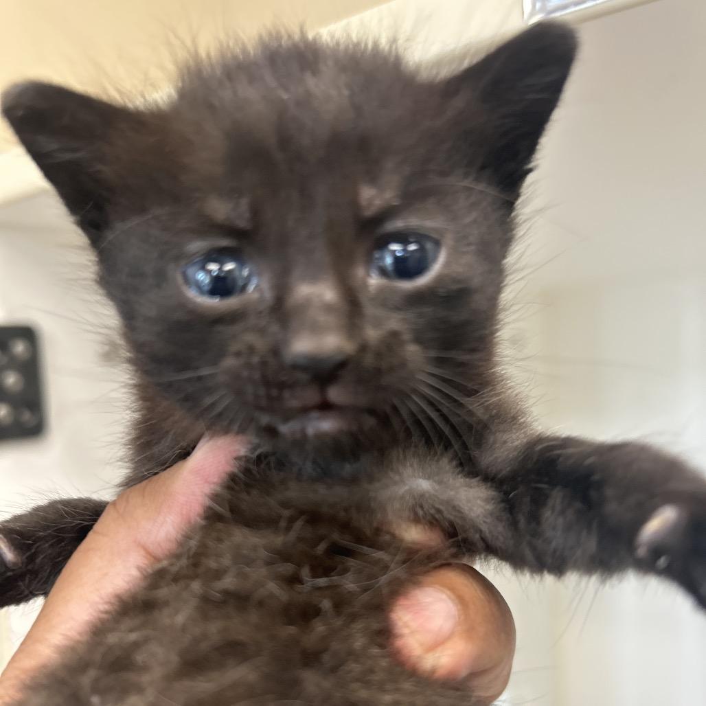 Dakota, Adoptable, Kitten Female American Shorthair.
