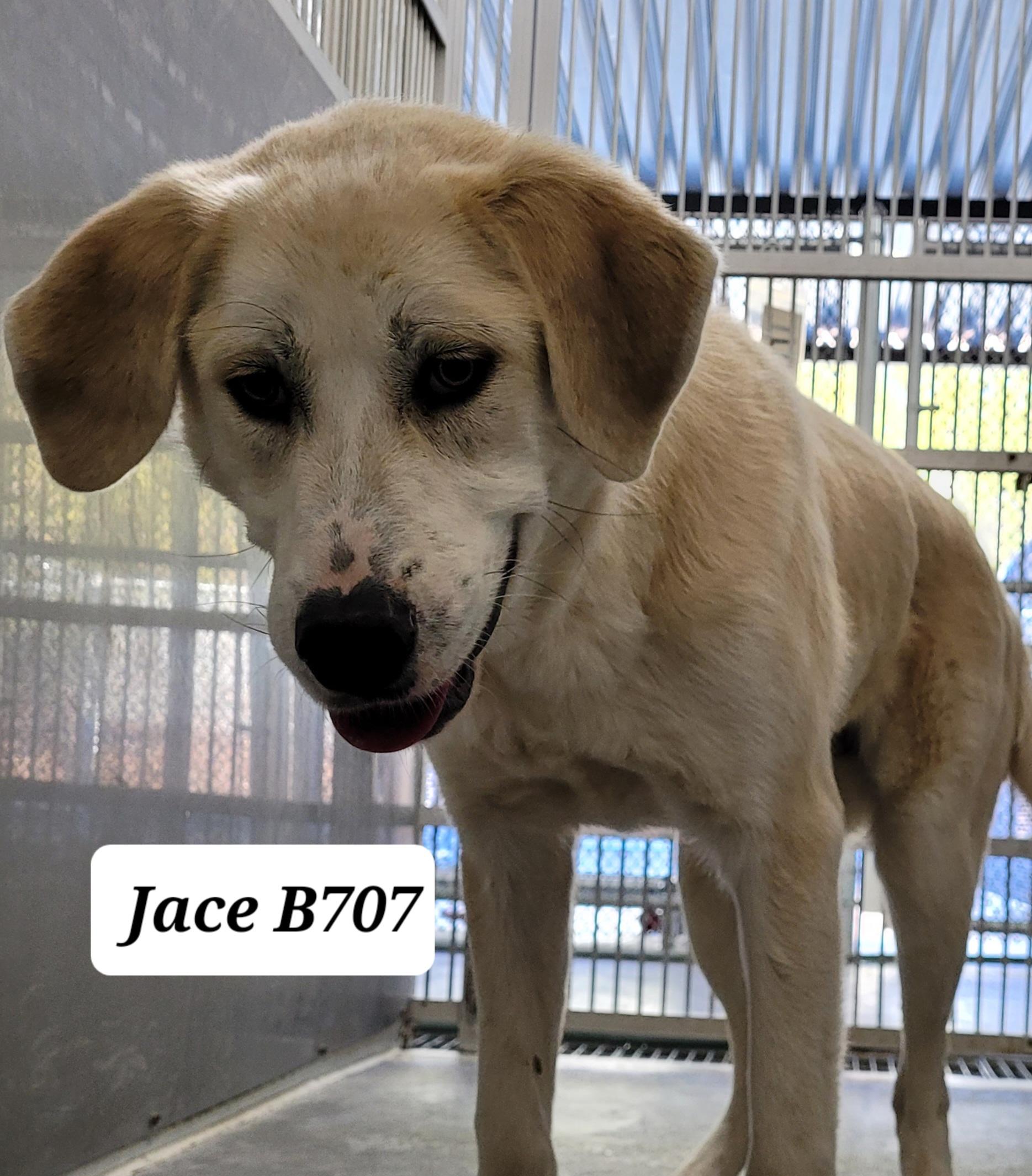 Enlarge Jace , a ADOPTABLE mixed breed in Morganton, NC image 1/1