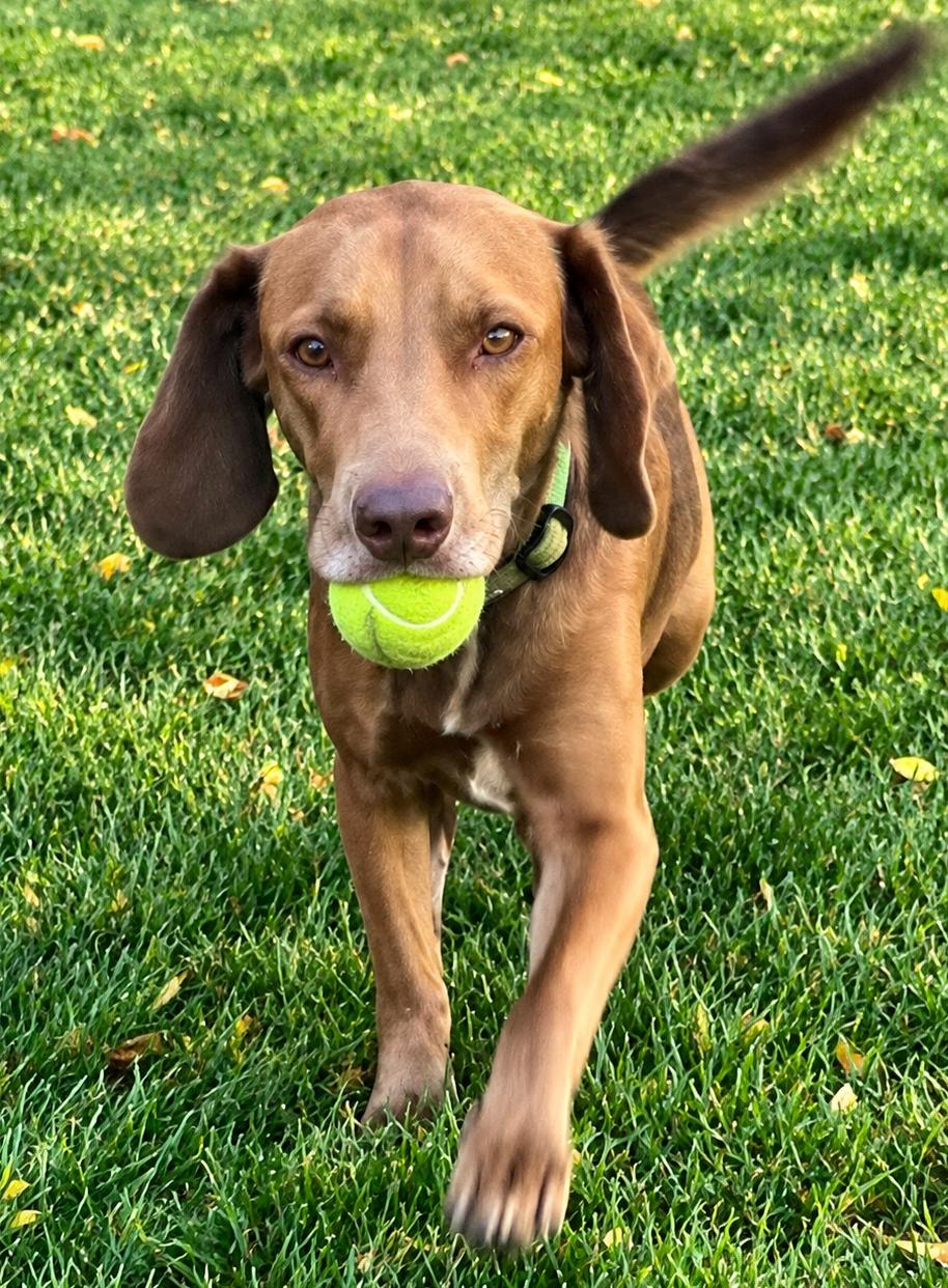 Enlarge Hattie, a Adoptable mixed breed in Lake Geneva, WI image 5/6