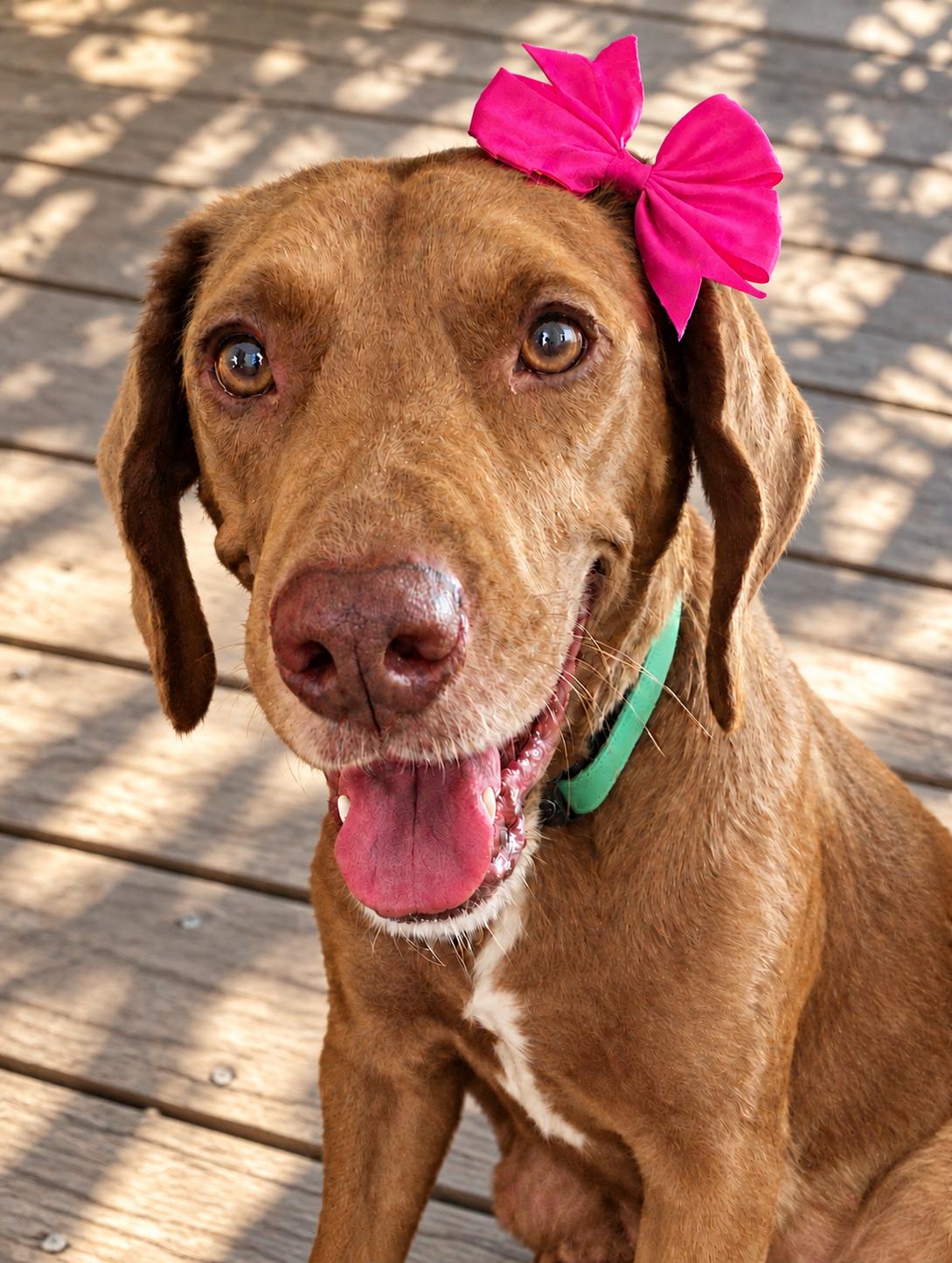 Hattie, Adoptable, Young Female Labrador Retriever.