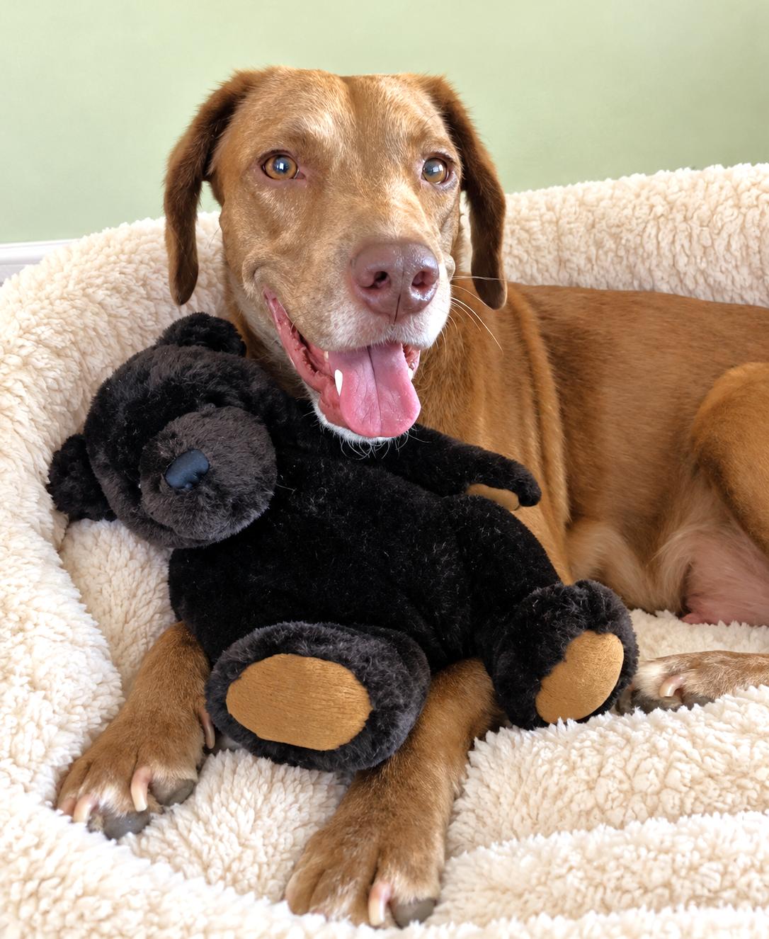 Enlarge Hattie, a Adoptable mixed breed in Lake Geneva, WI image 6/6