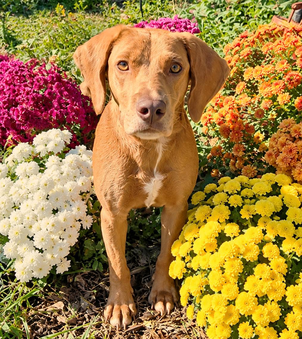 Hattie, Adoptable, Young Female Vizsla.