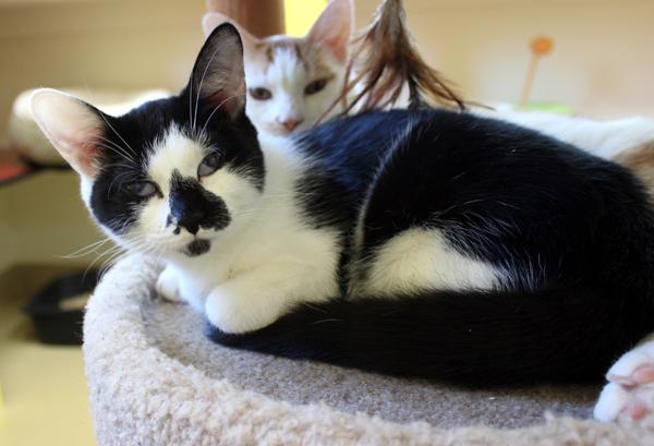 Enlarge Keila, an adopted Domestic Short Hair in Mansfield, MA image 1/2