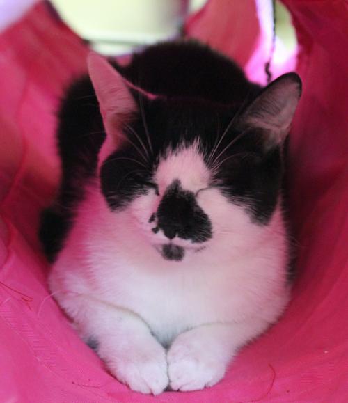 Enlarge Keila, an adopted Domestic Short Hair in Mansfield, MA image 2/2