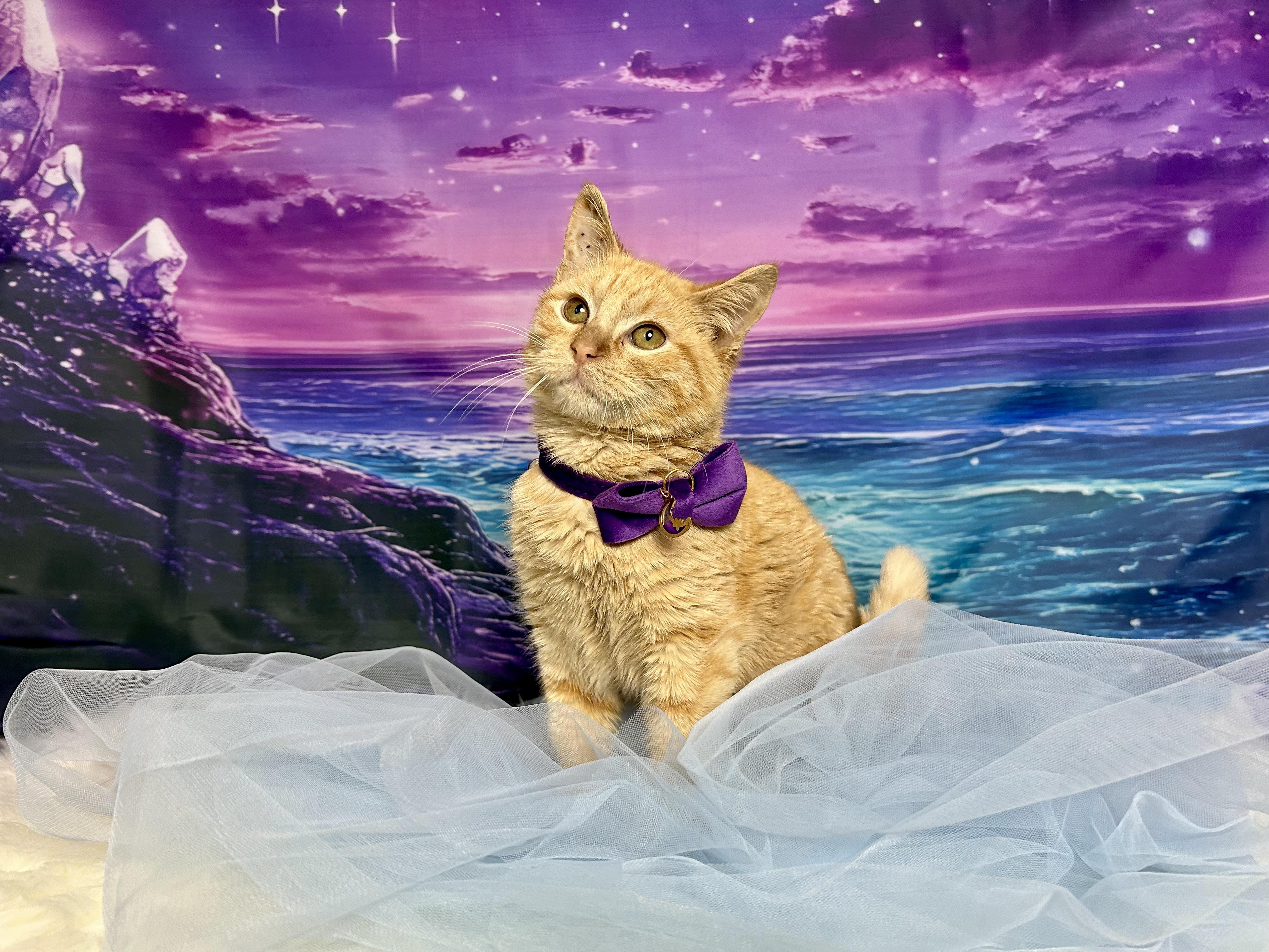 Pumpkin, ADOPTABLE, Kitten Male Domestic Medium Hair.