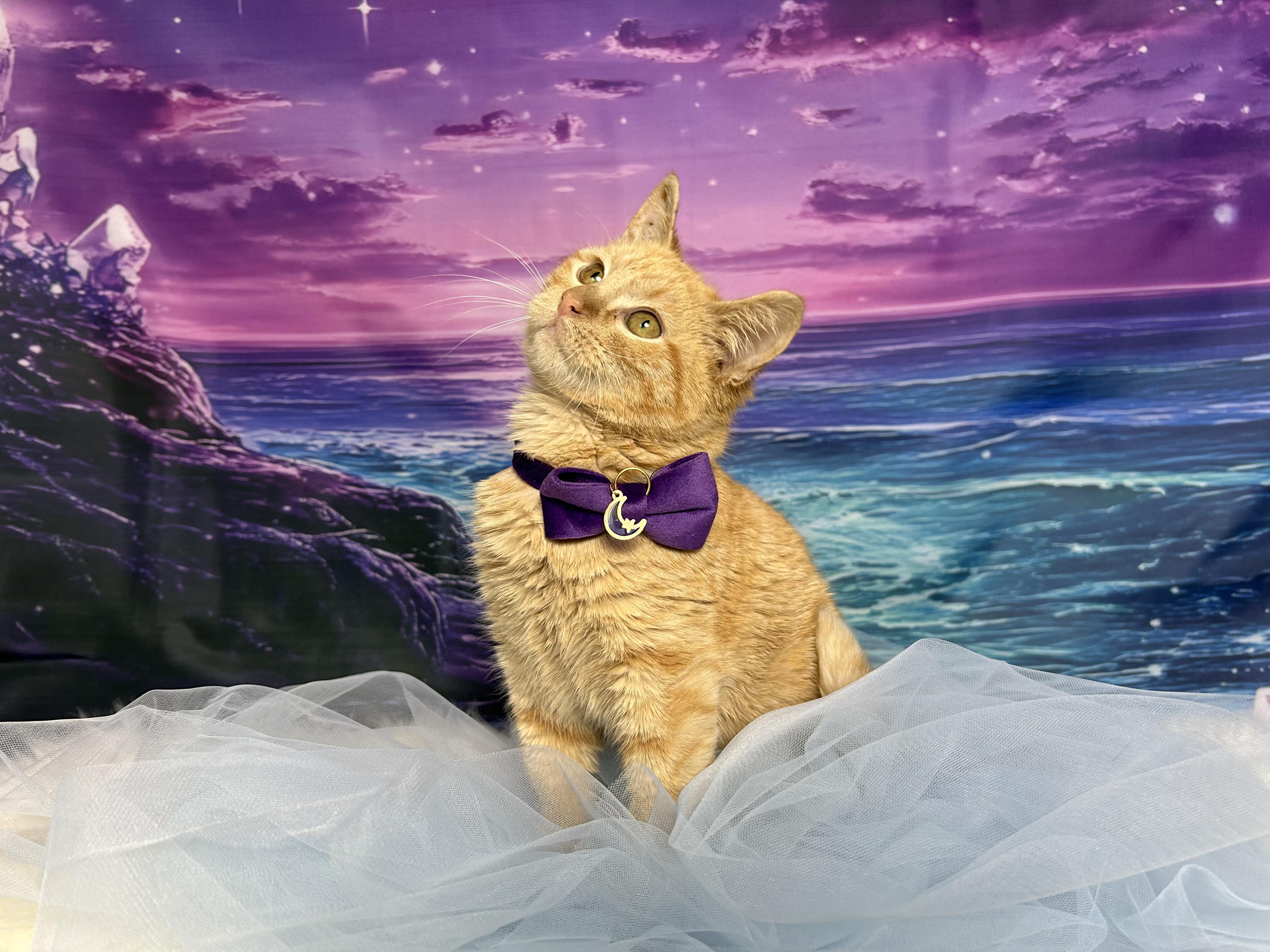 Enlarge Pumpkin, a ADOPTABLE Domestic Medium Hair in Webster, TX image 6/6