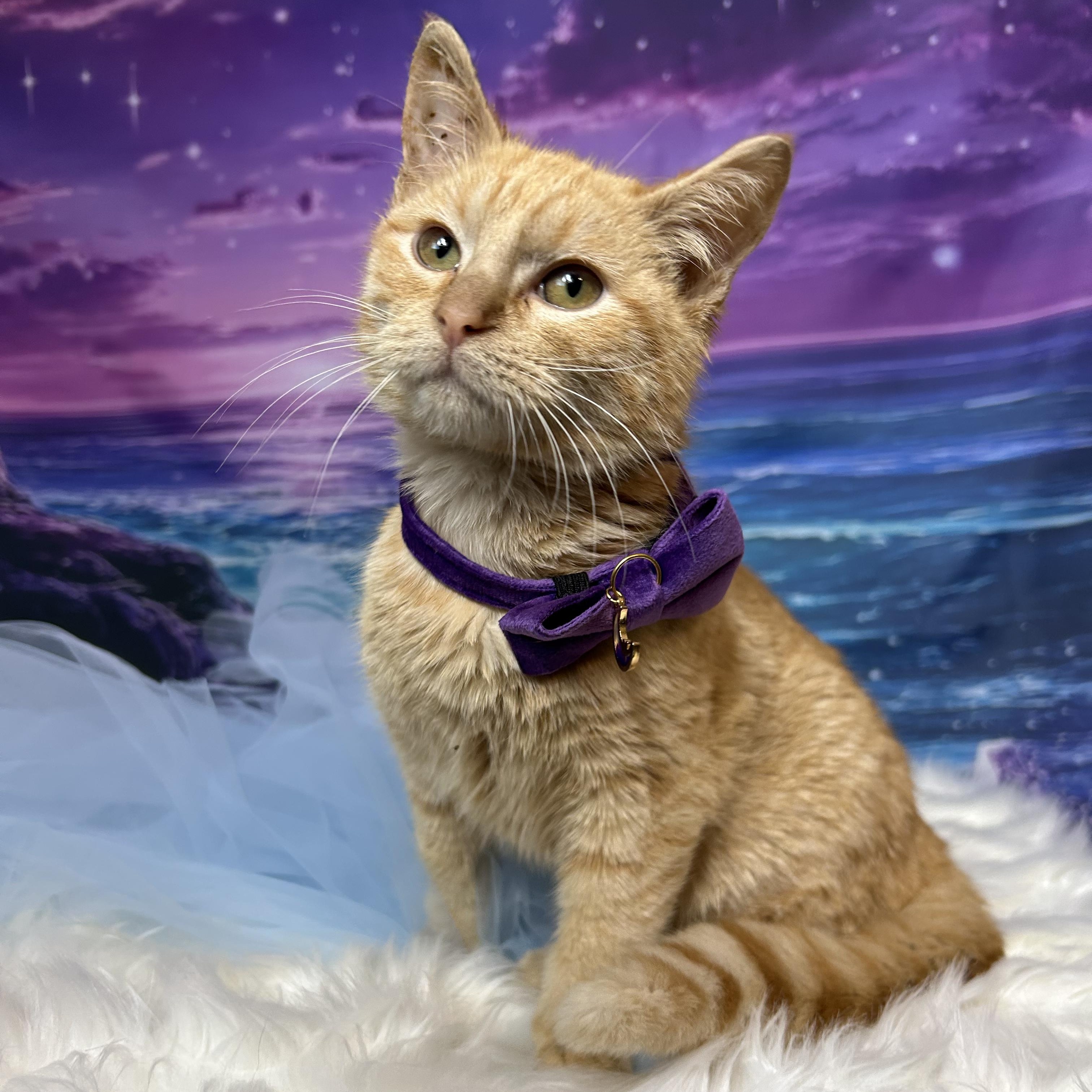 Enlarge Pumpkin, a ADOPTABLE Domestic Medium Hair in Webster, TX image 4/6