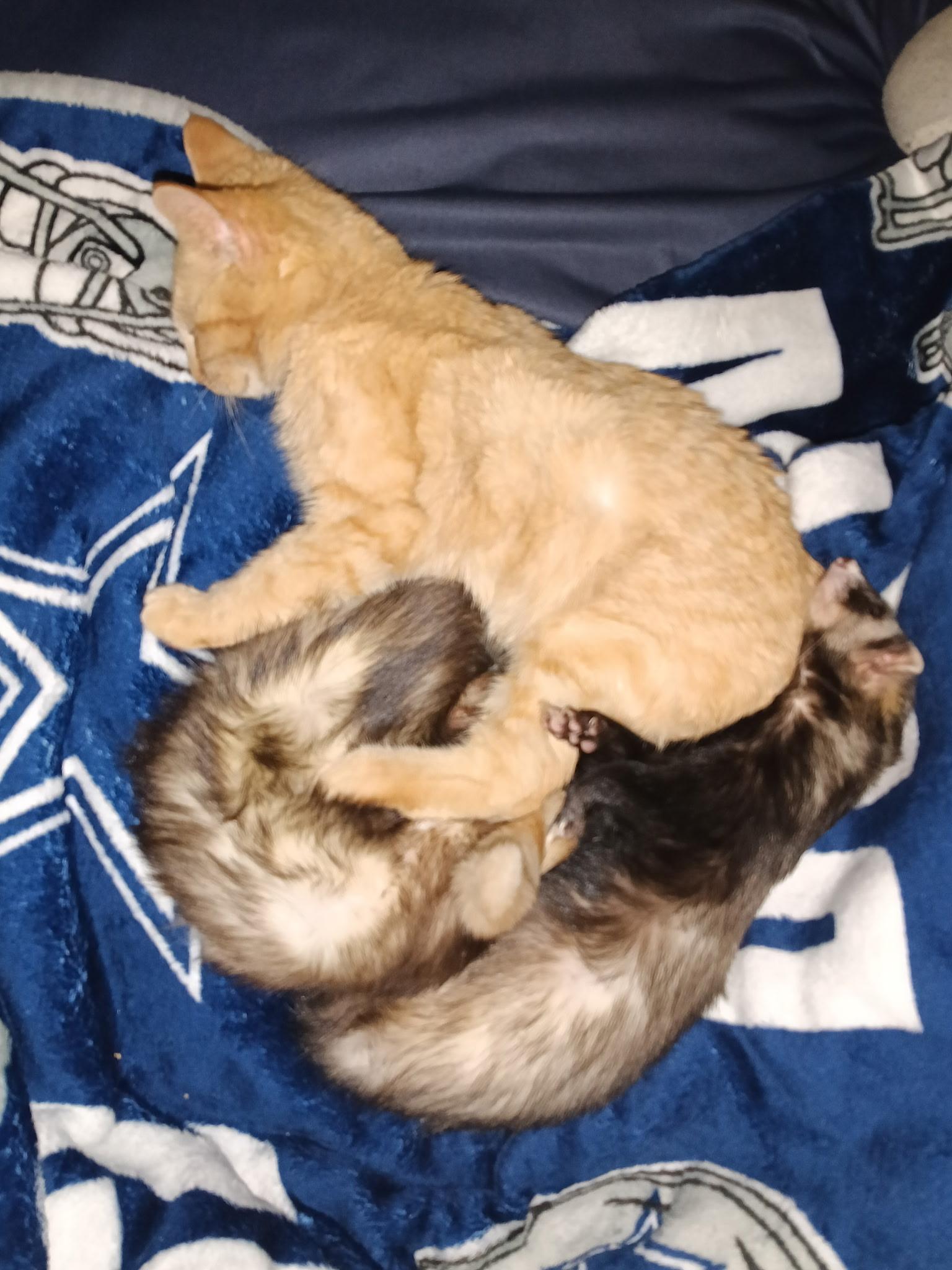 Enlarge Pumpkin, a ADOPTABLE Domestic Medium Hair in Webster, TX image 3/6