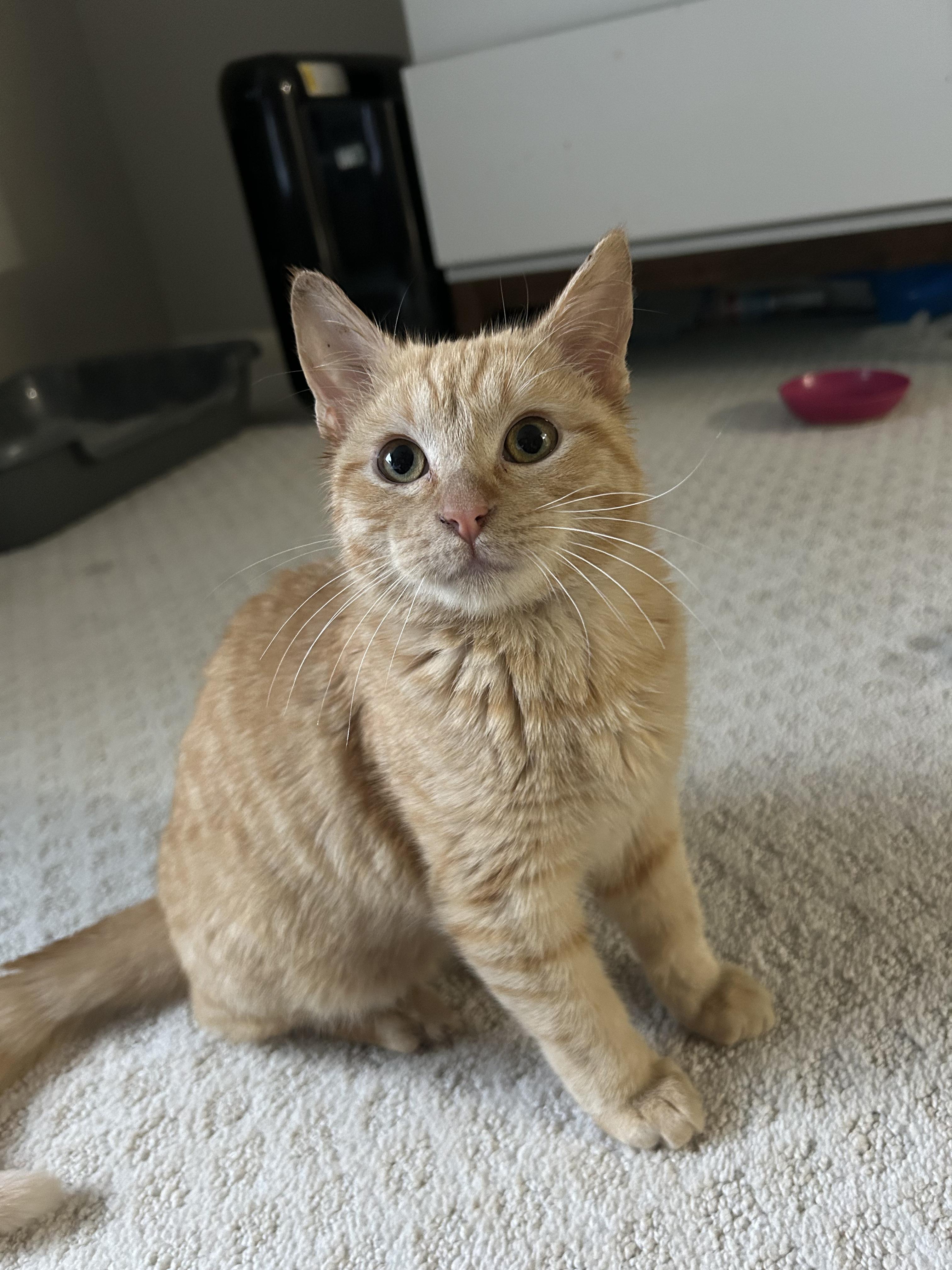 Pumpkin, a ADOPTABLE Domestic Medium Hair in Webster, TX image 2/6