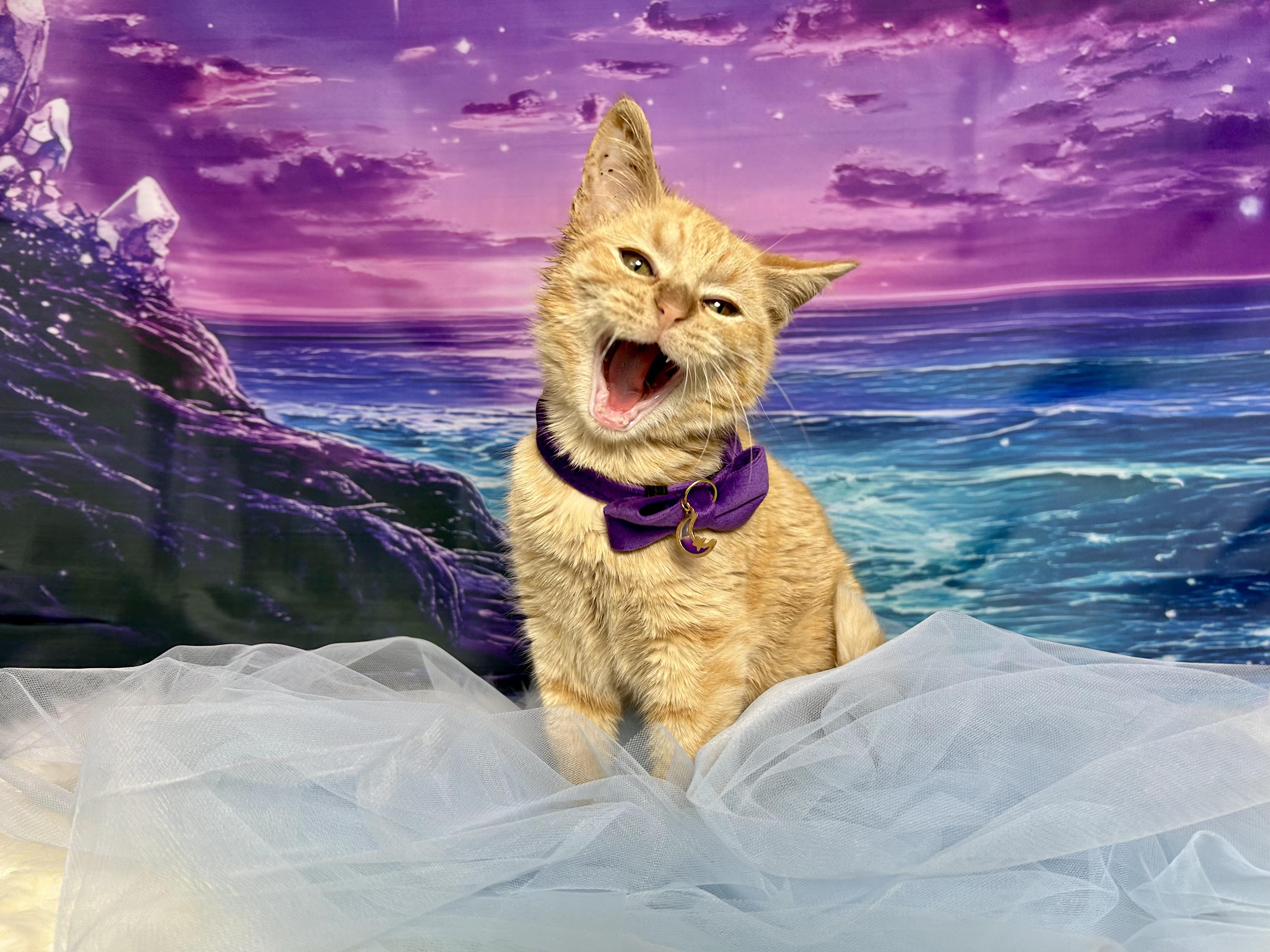 Enlarge Pumpkin, a ADOPTABLE Domestic Medium Hair in Webster, TX image 2/6