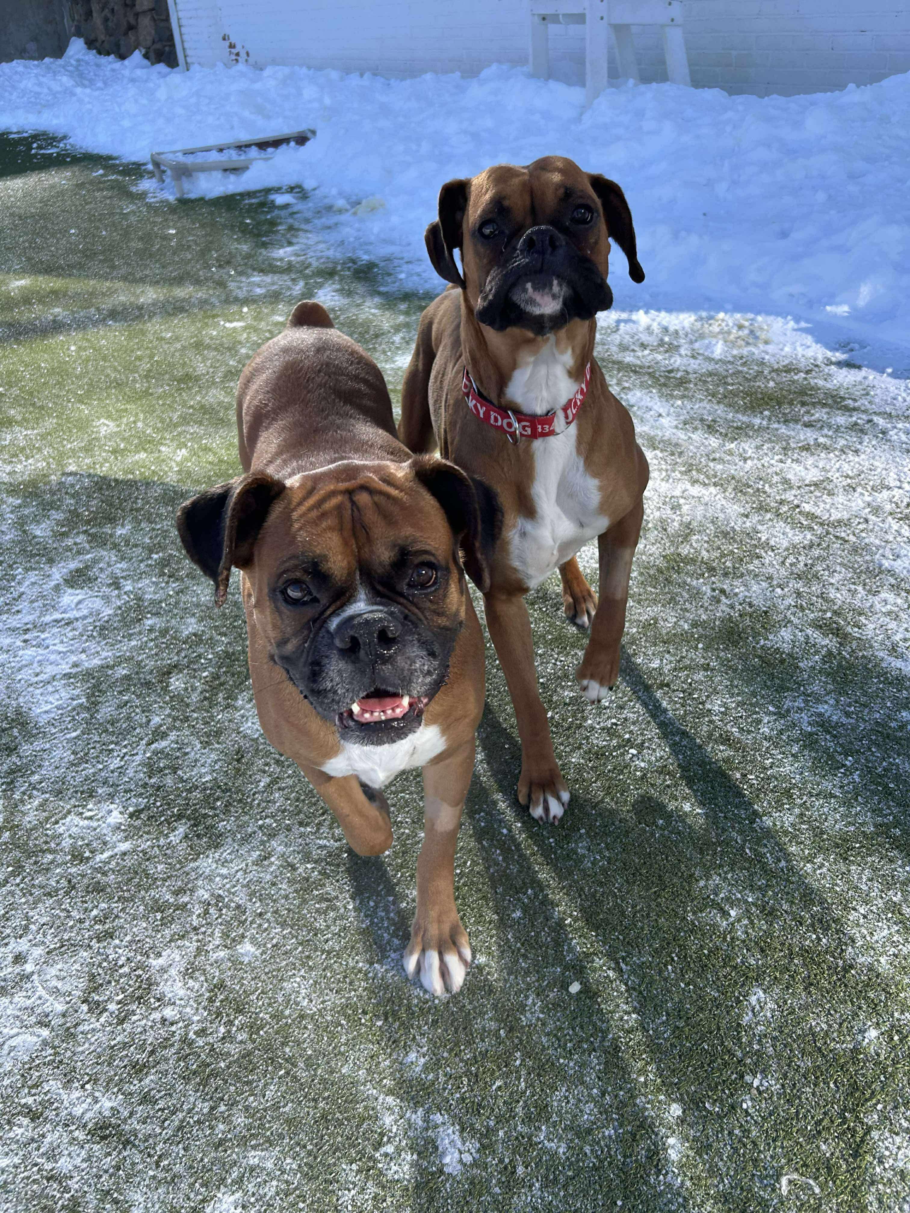 Enlarge Becky the boxer , an adopted Boxer in Stamford, CT image 2/6