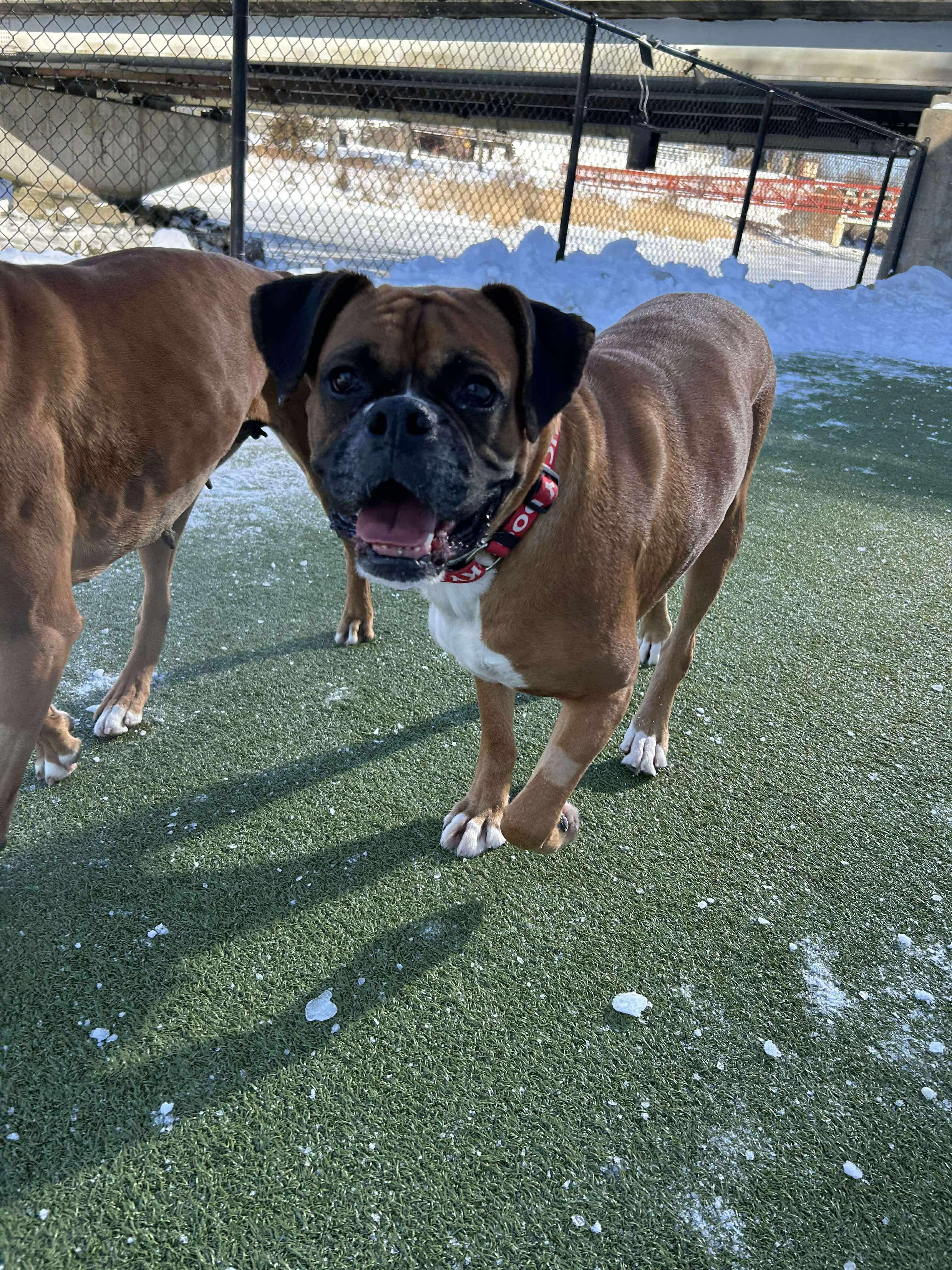 Enlarge Becky the boxer , an adopted Boxer in Stamford, CT image 3/6