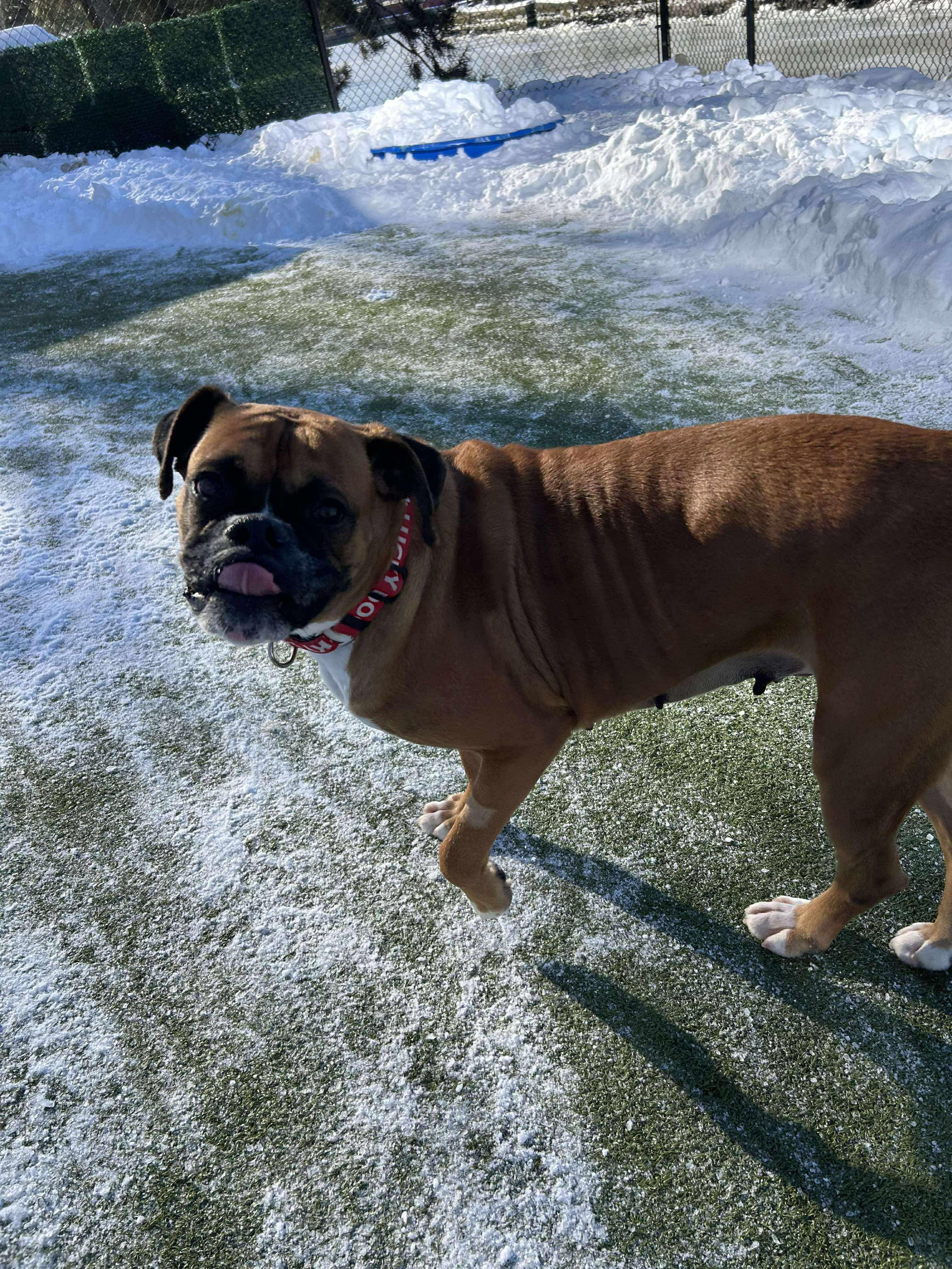 Enlarge Becky the boxer , an adopted Boxer in Stamford, CT image 4/6
