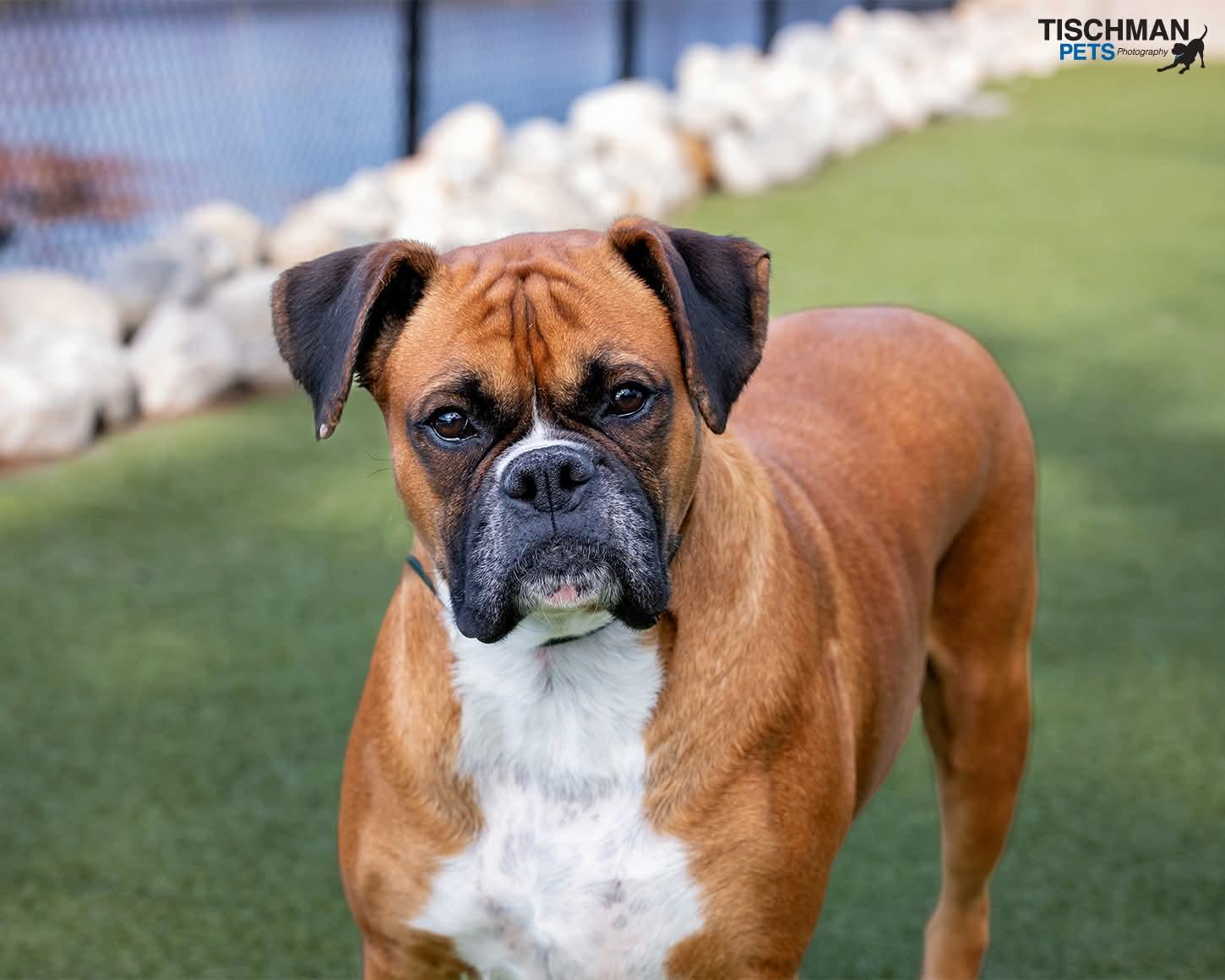 Enlarge Becky the boxer , an adopted Boxer in Stamford, CT image 5/6
