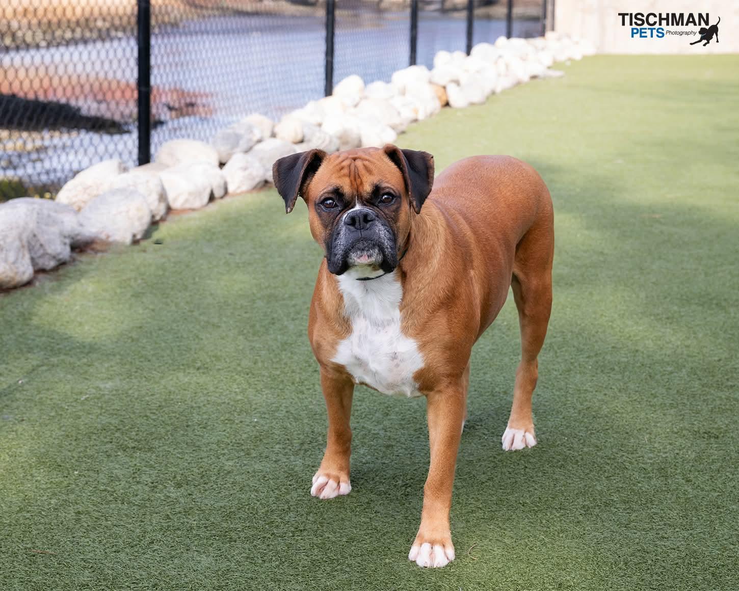 Enlarge Becky the boxer , an adopted Boxer in Stamford, CT image 6/6