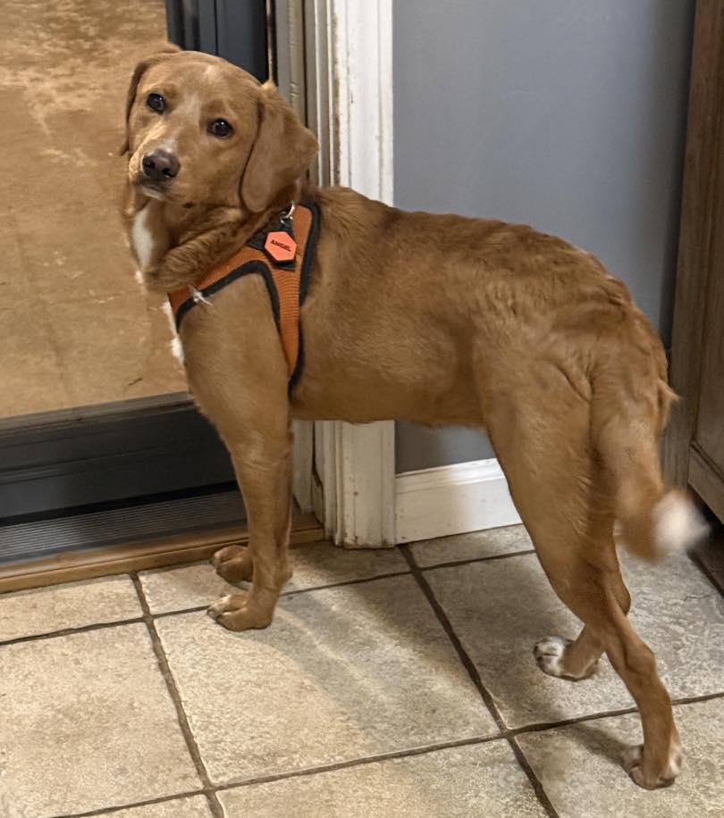 Angel Star, Adopted, Young Female Golden Retriever & Poodle.