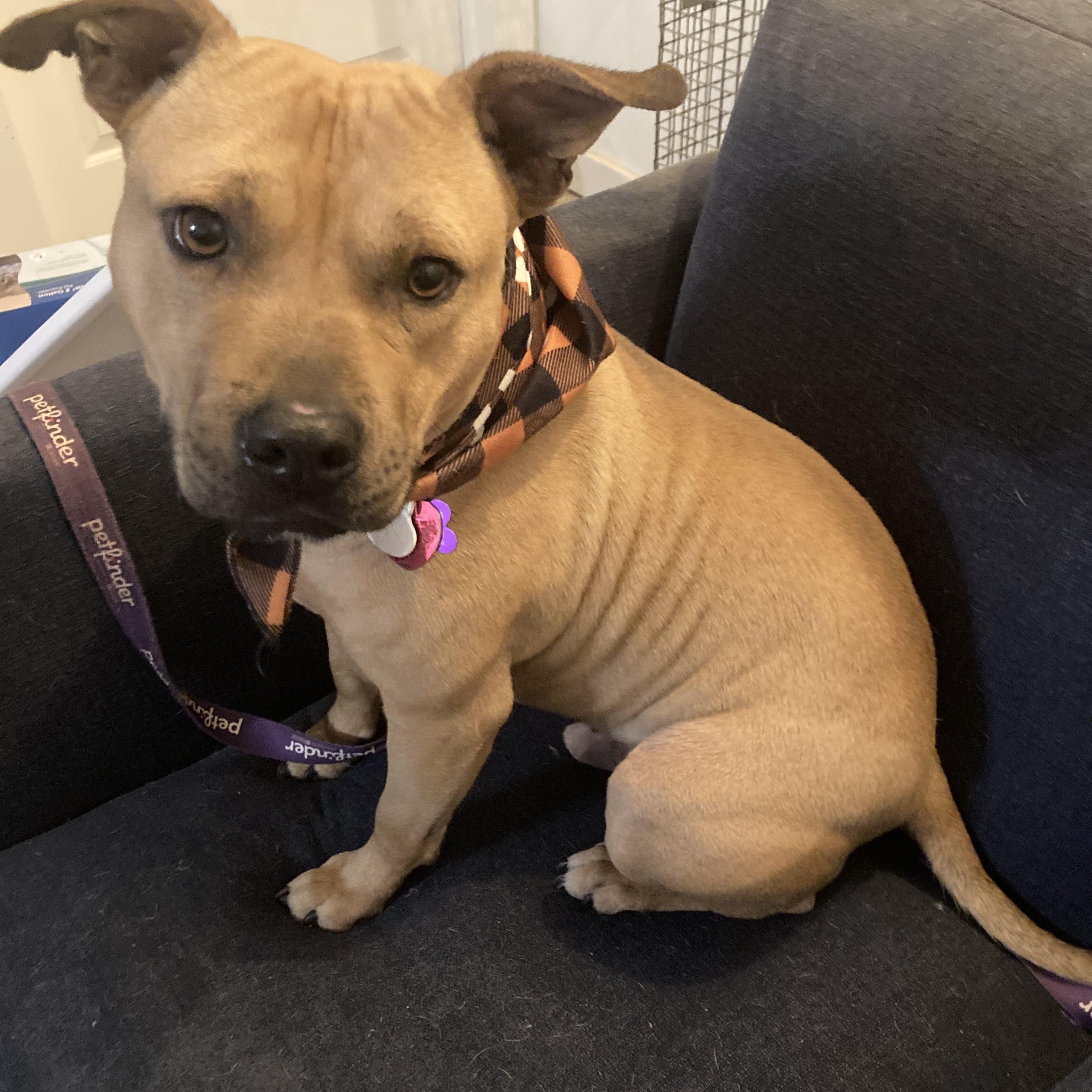 Enlarge Rocky, a Adoptable American Staffordshire Terrier in Cumming, GA image 2/6