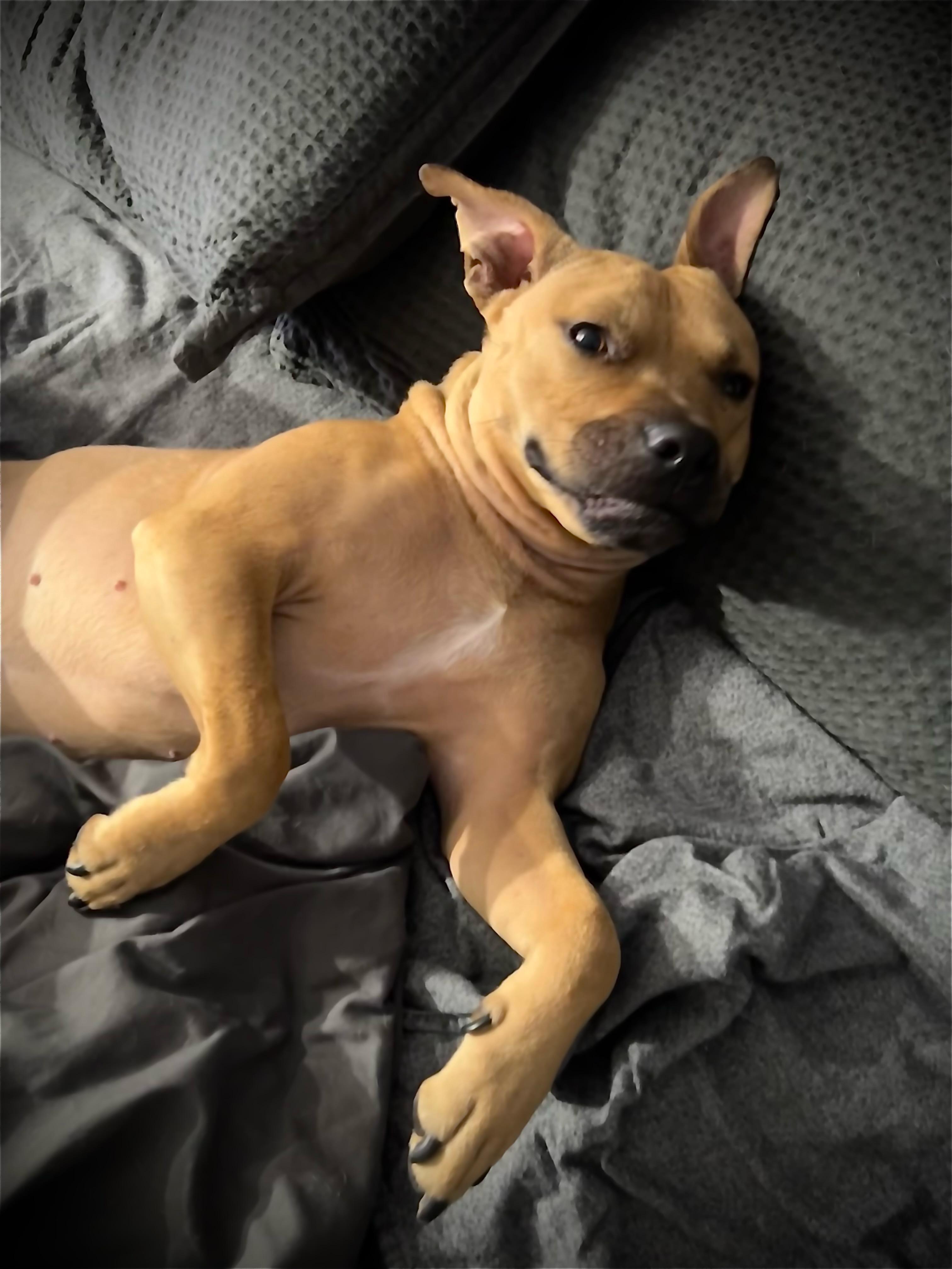 Enlarge Rocky, a Adoptable American Staffordshire Terrier in Cumming, GA image 5/6