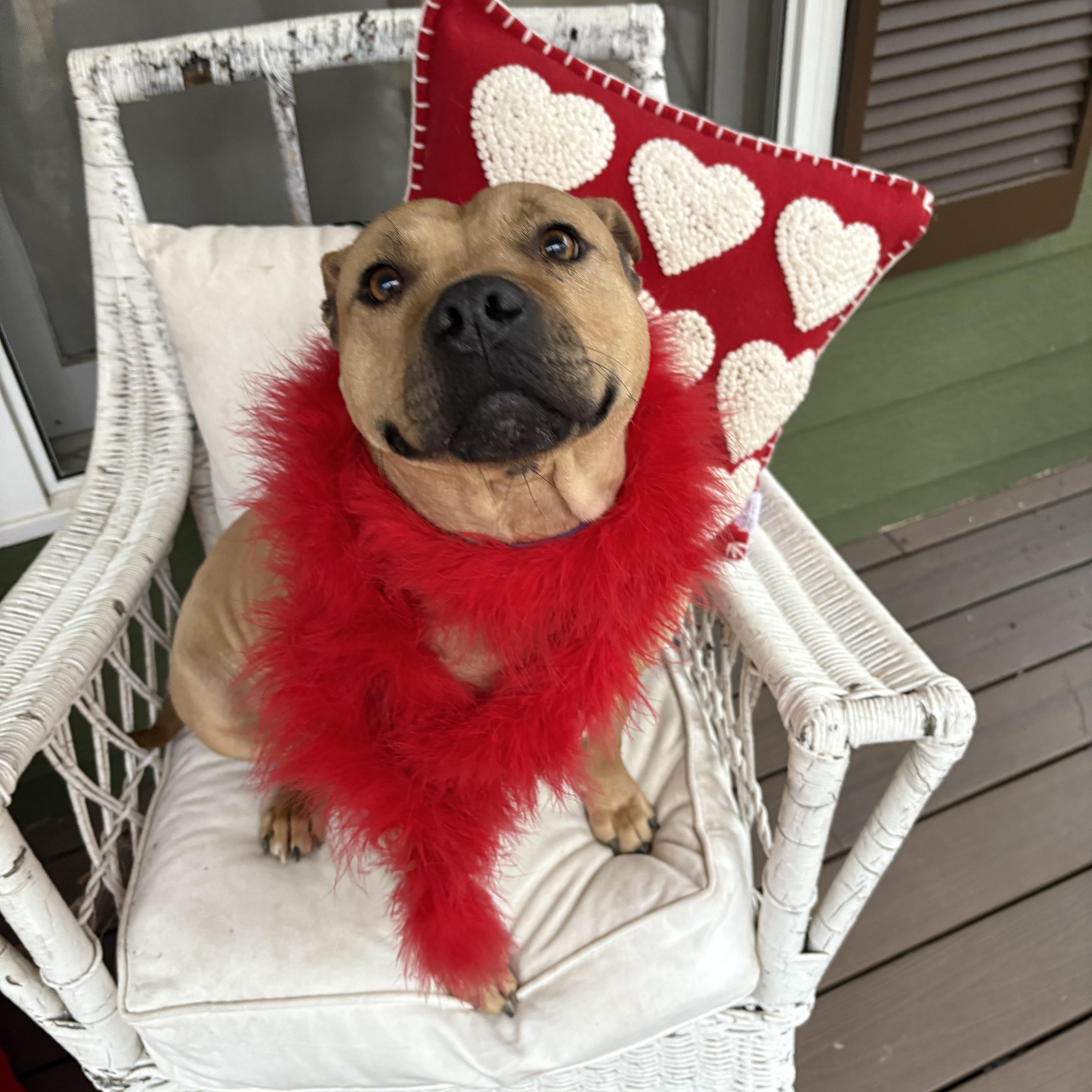 Enlarge Rocky, a Adoptable American Staffordshire Terrier in Cumming, GA image 2/6