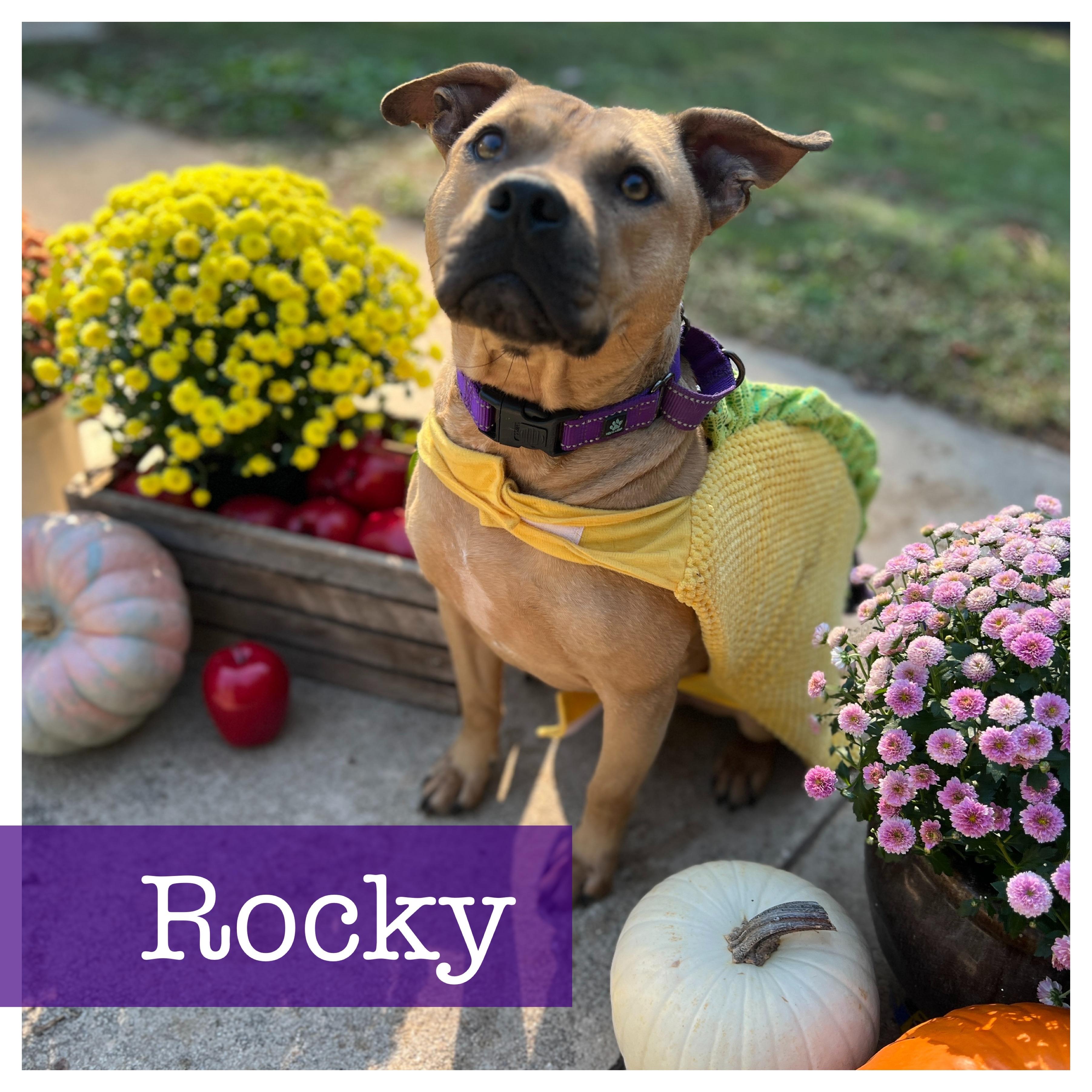 Enlarge Rocky, a Adoptable American Staffordshire Terrier in Cumming, GA image 1/6