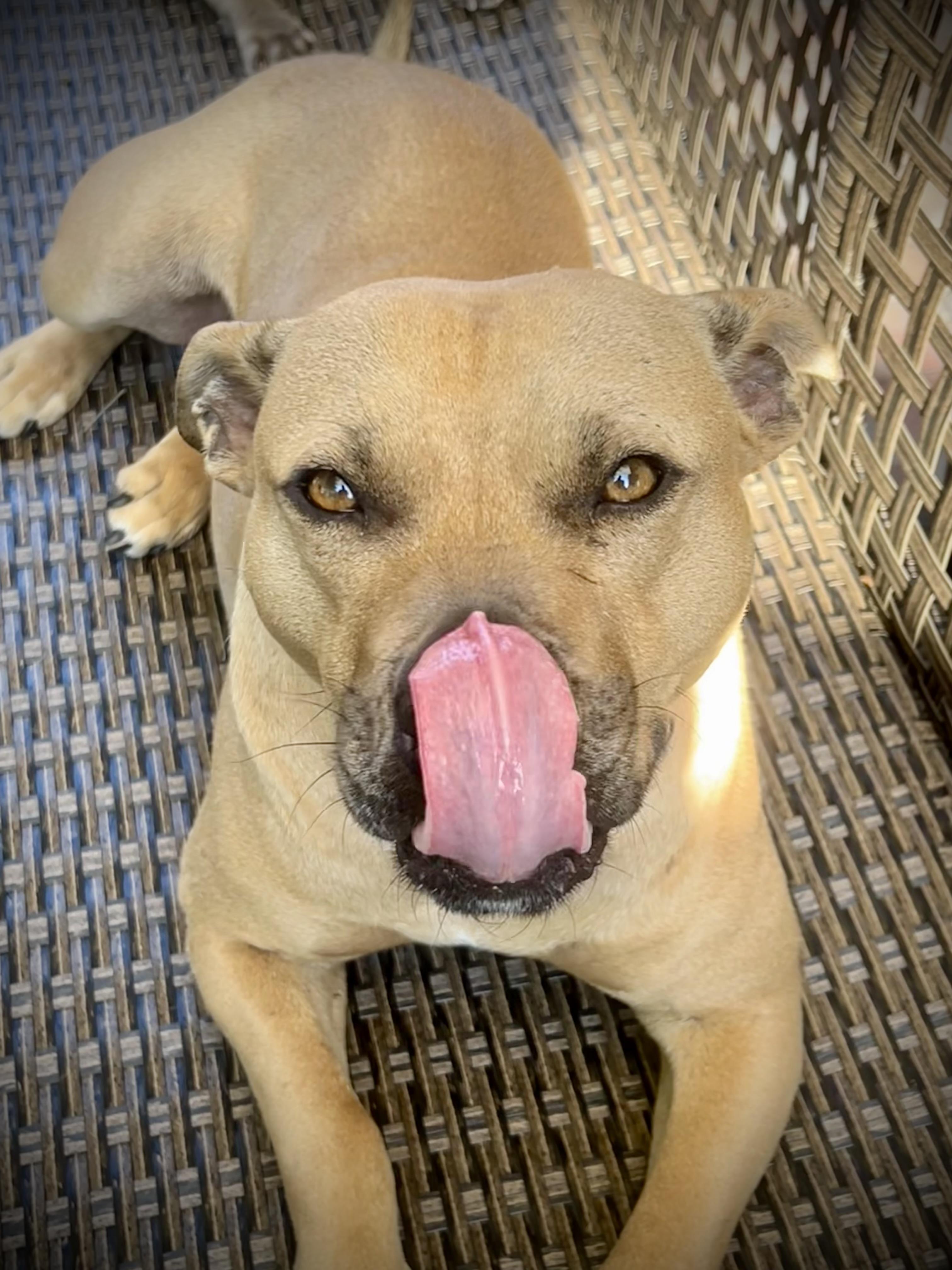Enlarge Rocky, a Adoptable American Staffordshire Terrier in Cumming, GA image 4/6